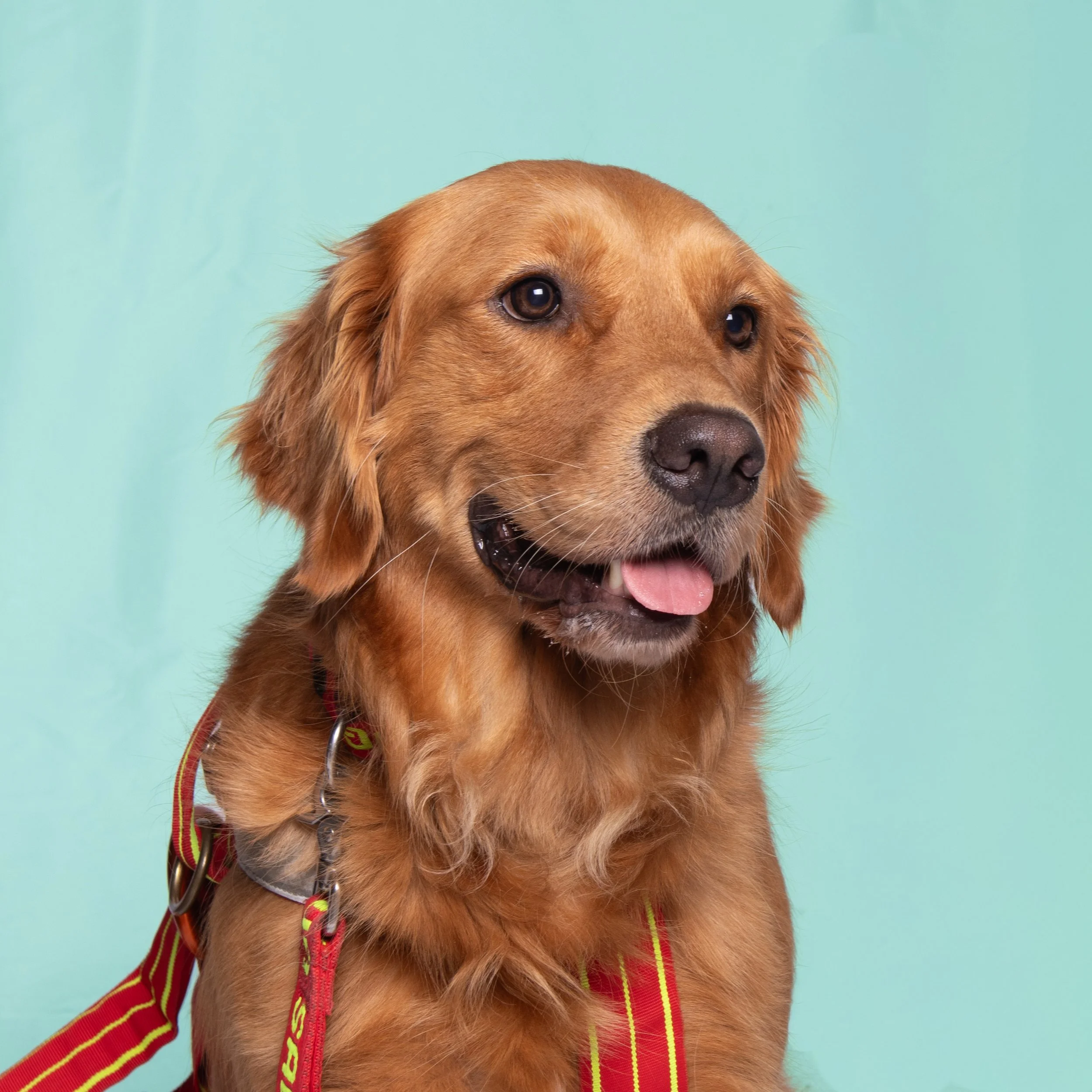 Cani-203-1.jpg