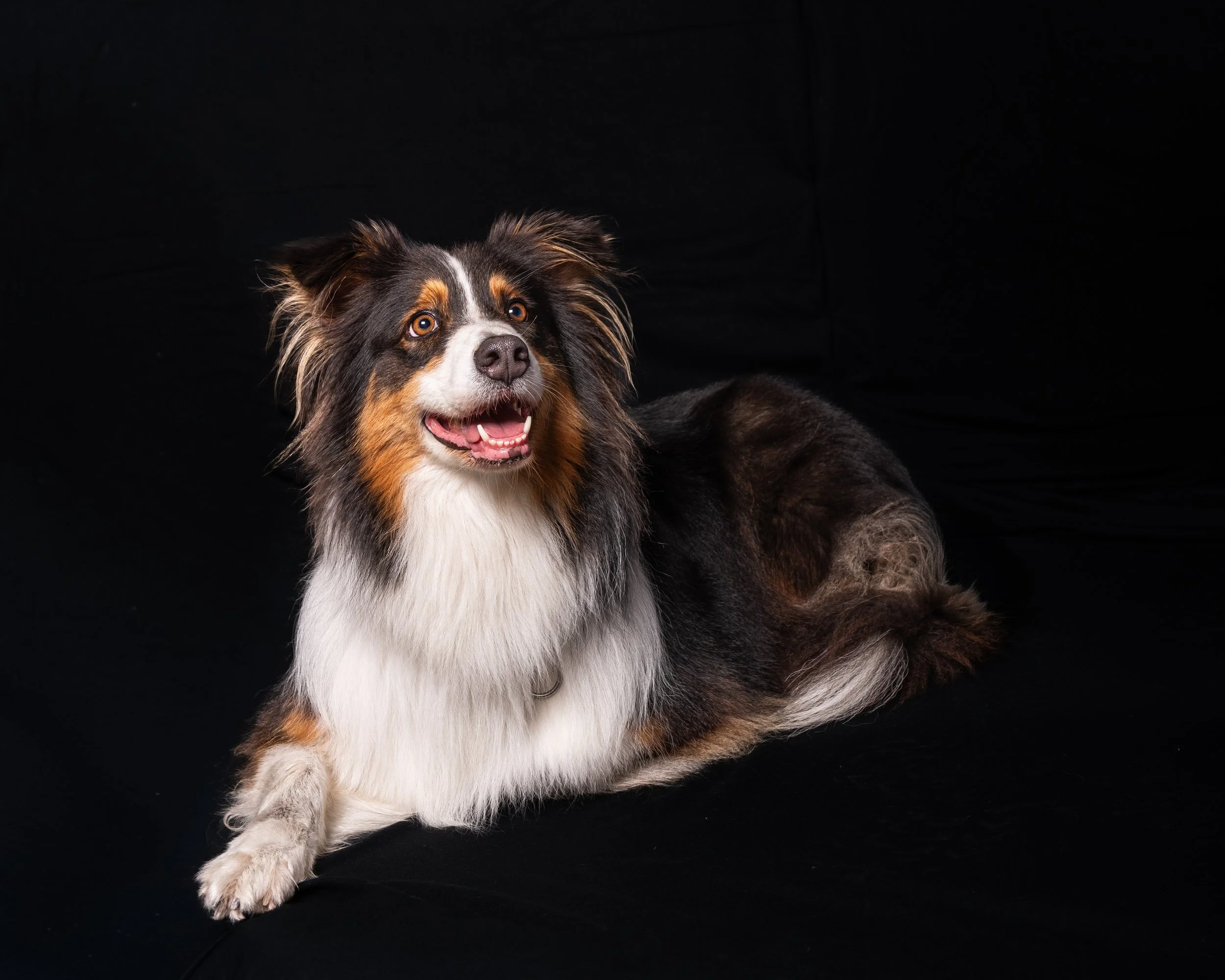 Cani-011-1.jpg