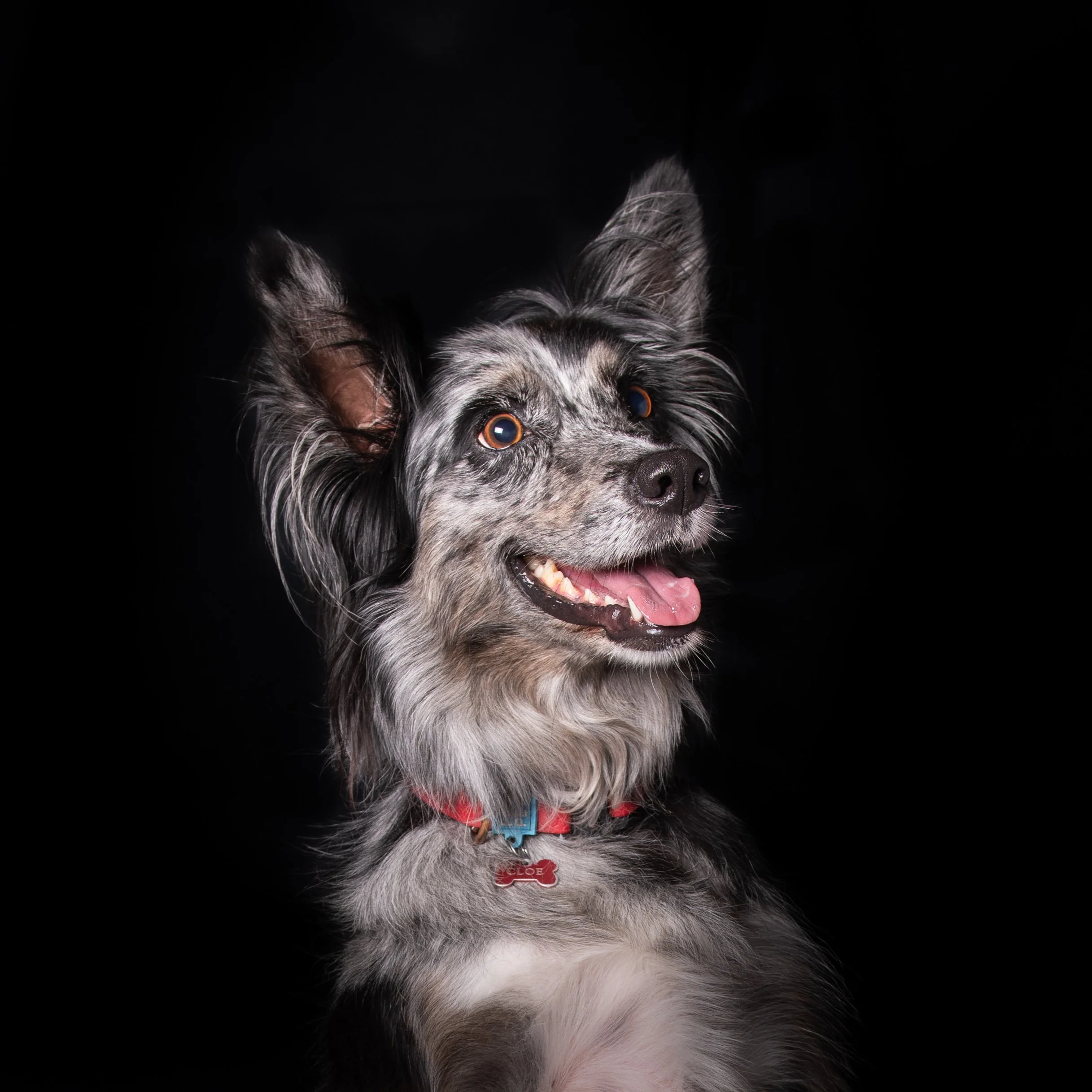 Cani-160-1.jpg