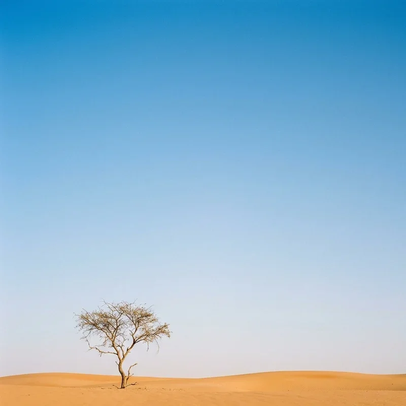 Minimalist Landscape Ideas