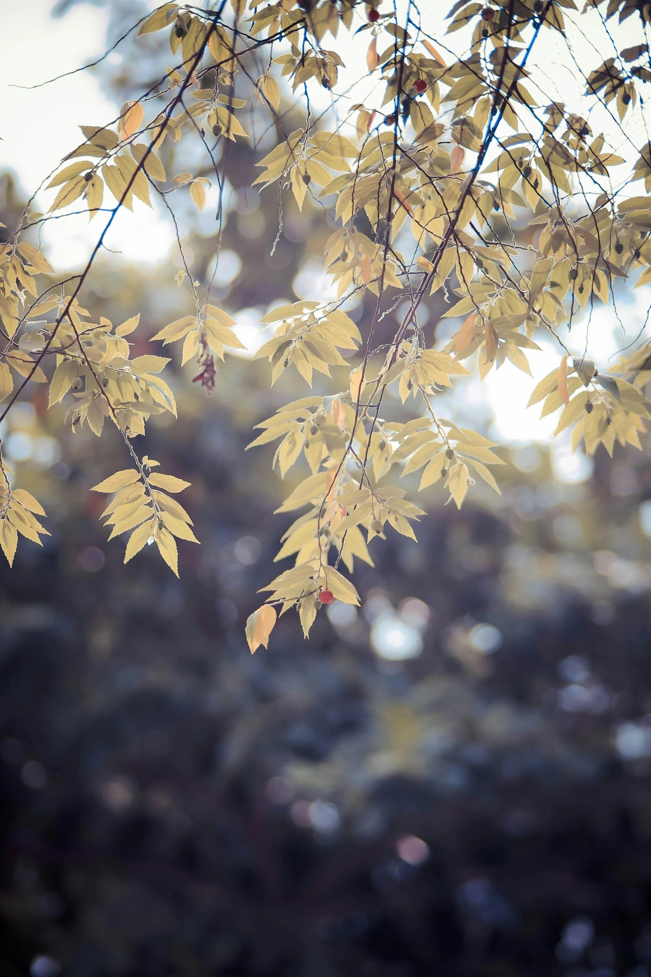 How to Identify a Maple Tree: Leaves, Bark, and More