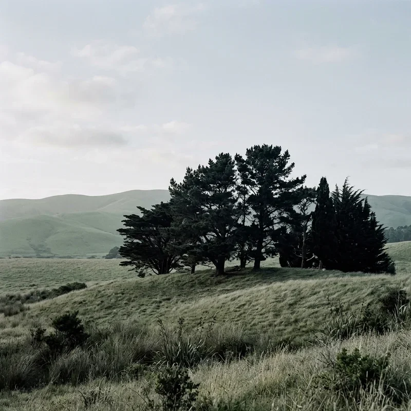 Minimalist Landscape Ideas