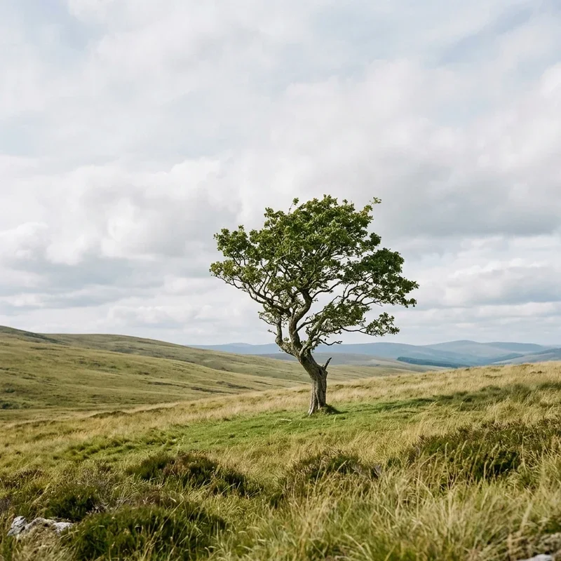 Minimalist Landscape Ideas