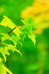 How to Identify a Maple Tree: Leaves, Bark, and More