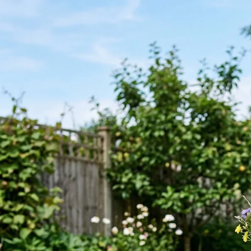 Backyard Olympics Ideas