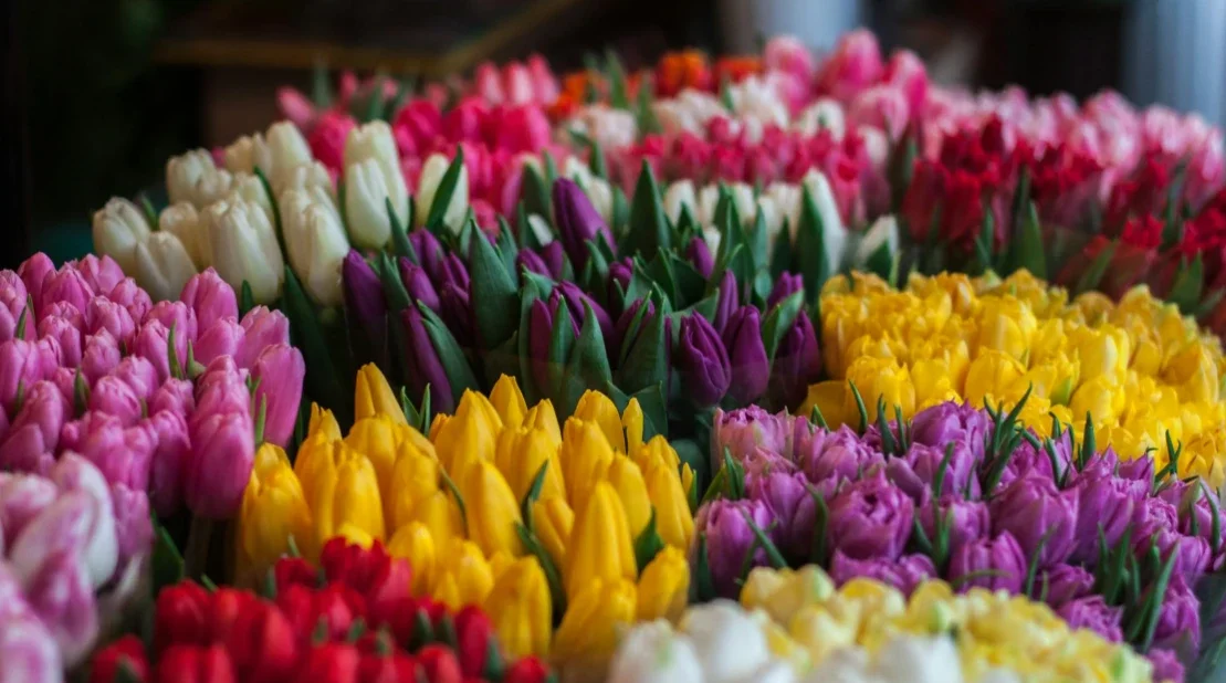 Benefits of Flowers to Humans – How Flowers Improve Mood, Health, and Everyday Life