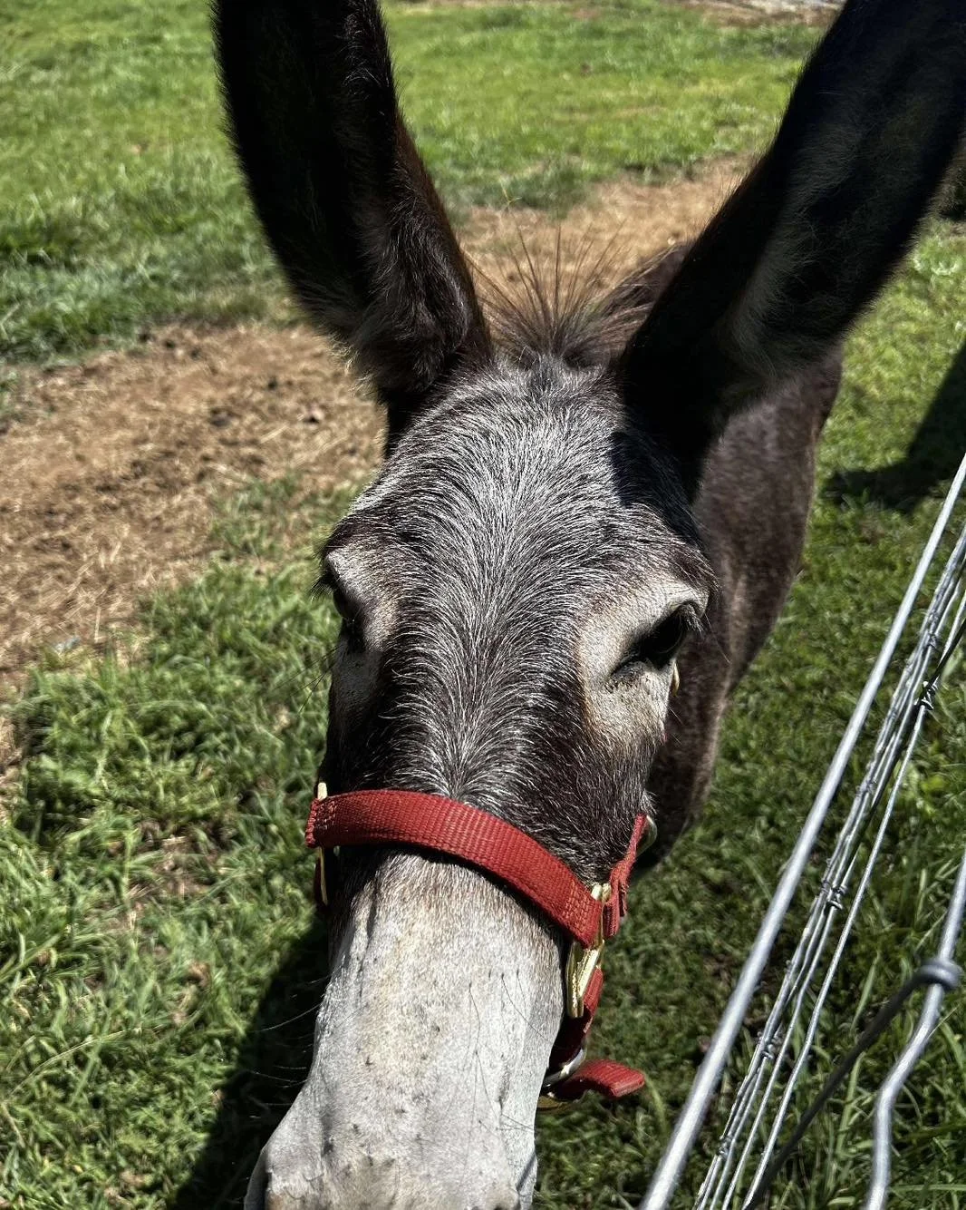 Ruth is a one year old jenny that came with her mom, Shiloh, when their owners could not longer care for her.  They are either large mini's or small standards, or maybe a mix of the two.  She is hilarious and super fun.