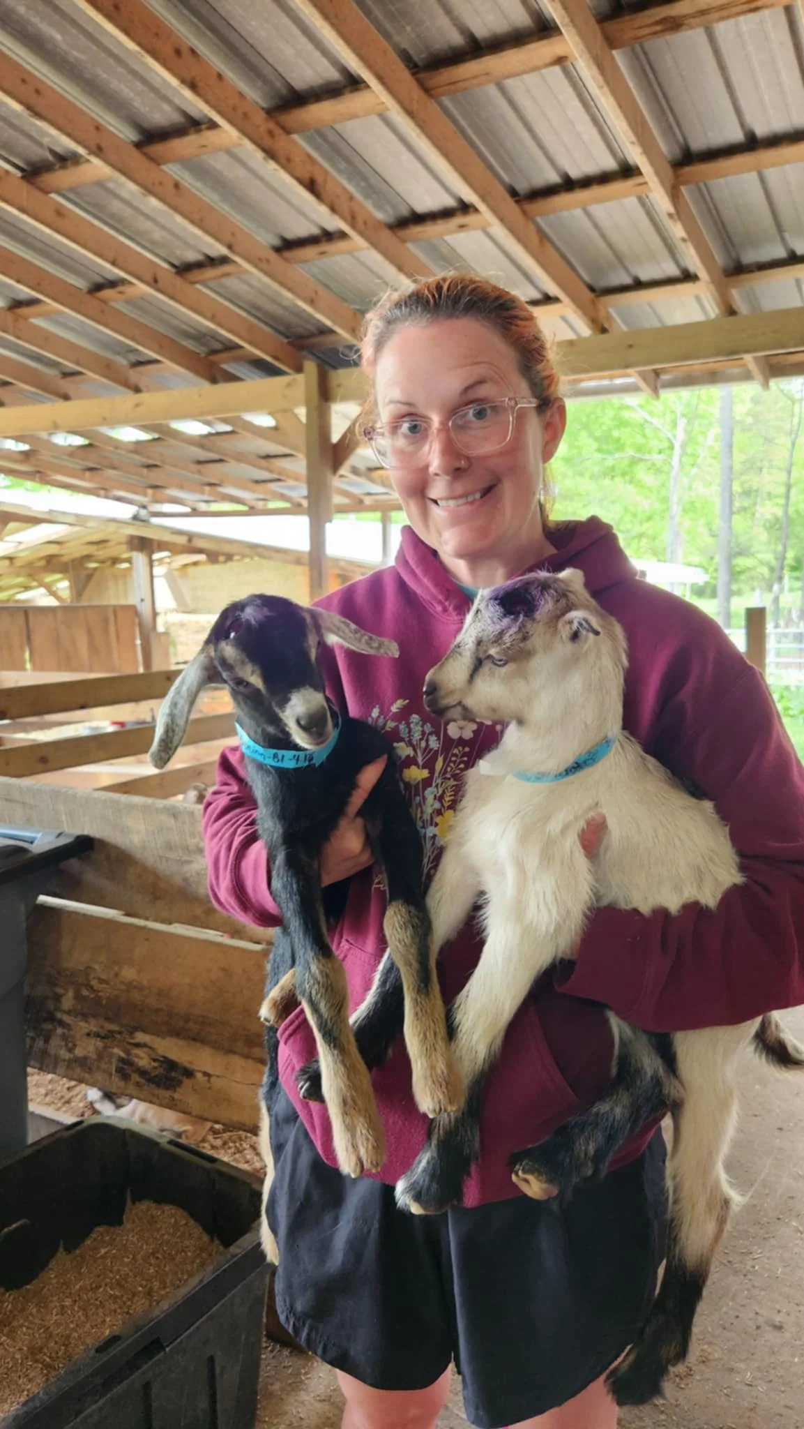 Bunky and Ellis came to us in spring of 2025.  We happened upon a goat farm and even though we had zero plans to get goat kids, we left with 3 bottle baby wethers.  