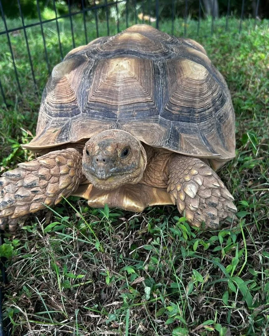 Alex is a 30 year old (so we were told) Sulcata tortoise.  He had been bounced around quite a bit before ending up with a friend that had him for a year.  Alex came to live with us in 2025.  

Alex is very social and about 45lbs.  Alex is known to be