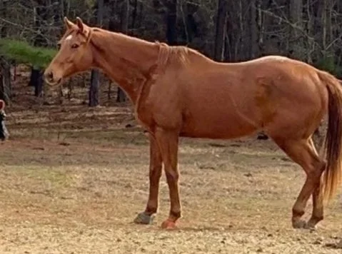 George is a young Thoroughbred that came to us when he has to be retired from riding.  His owner loves him dearly and keeps in touch with us.

George thrives without riding and is completely sound on the ground.  He does have some medical issues with