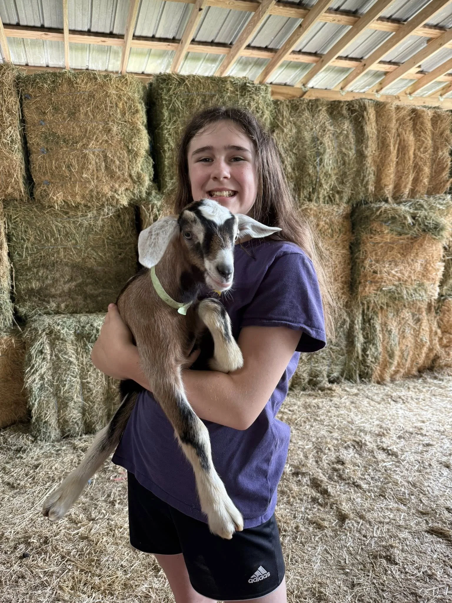 Scotty came to us in spring of 2025.  We happened upon a goat farm and even though we had zero plans to get goat kids, we left with 3 bottle baby wethers.  