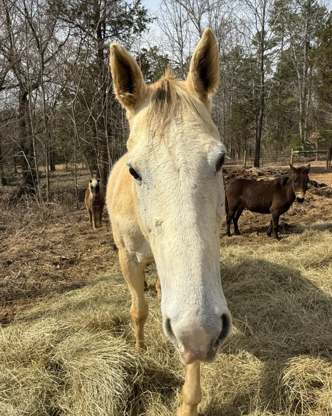 Pippa is a Thoroughbred that came from a friend's farm.  She needed to be retired from the lesson program and her owner wanted to make sure she was loved and not flipped form home to home.

Pippa has sarcomas all over her vulva and anus that we monit