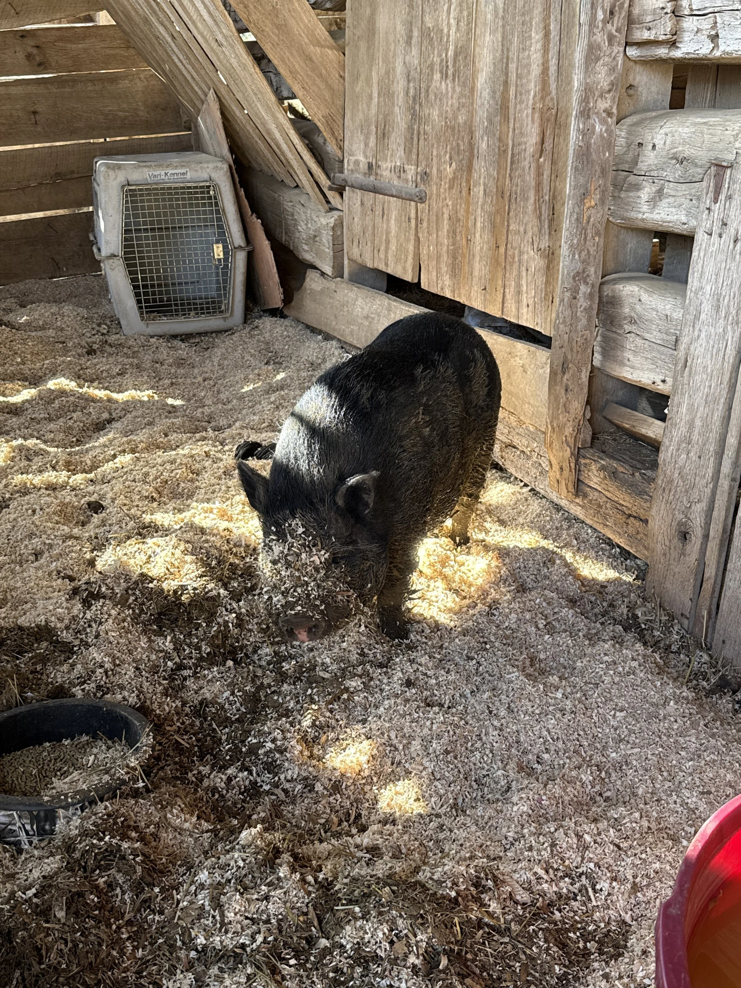 Willie came to us in Feb 2026.  He was a stray that ended up in Lincoln county animal shelter.  He is brand new to the farm and will be castrated soon.  Until then, he gets an entire part of the barn to himself.