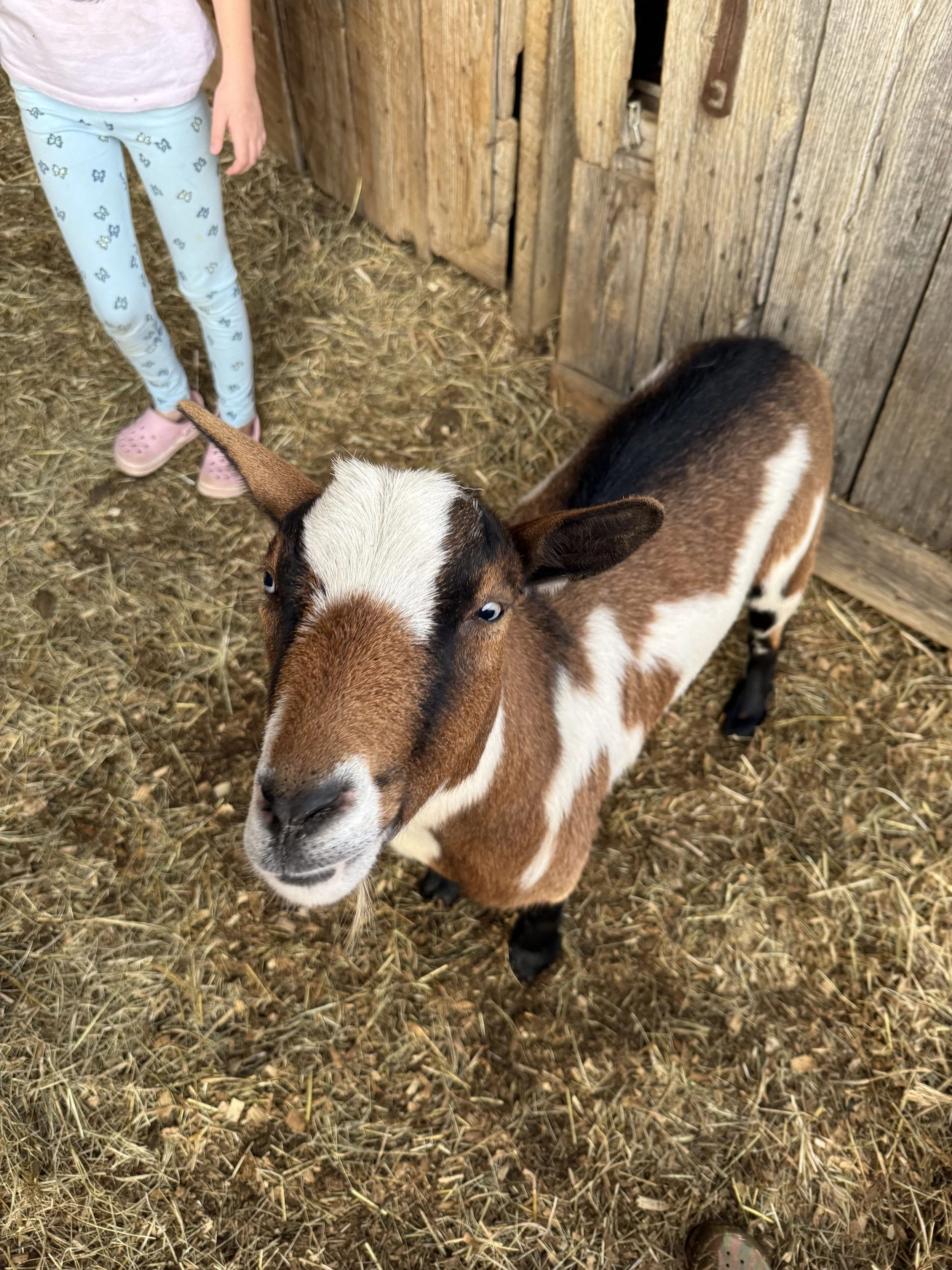 Flash came to us in the fall of 2025.  He was very loved by his family but needed a new place to land.  He is super sweet.