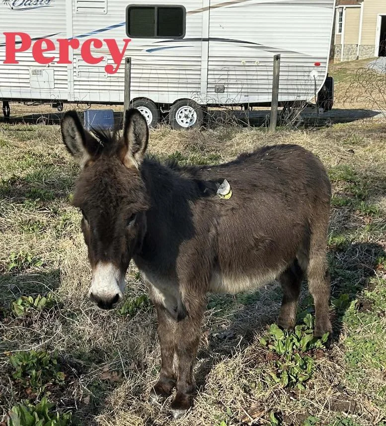 Asno, Eddy, Nicky, Greta, Penny, Percy, and Raya came originally from a kill pen in Oklahoma.  A kind woman had them sent to her in NC and then her life changed and these babies need an emergency place to go.  We took all 7 and have been working on g