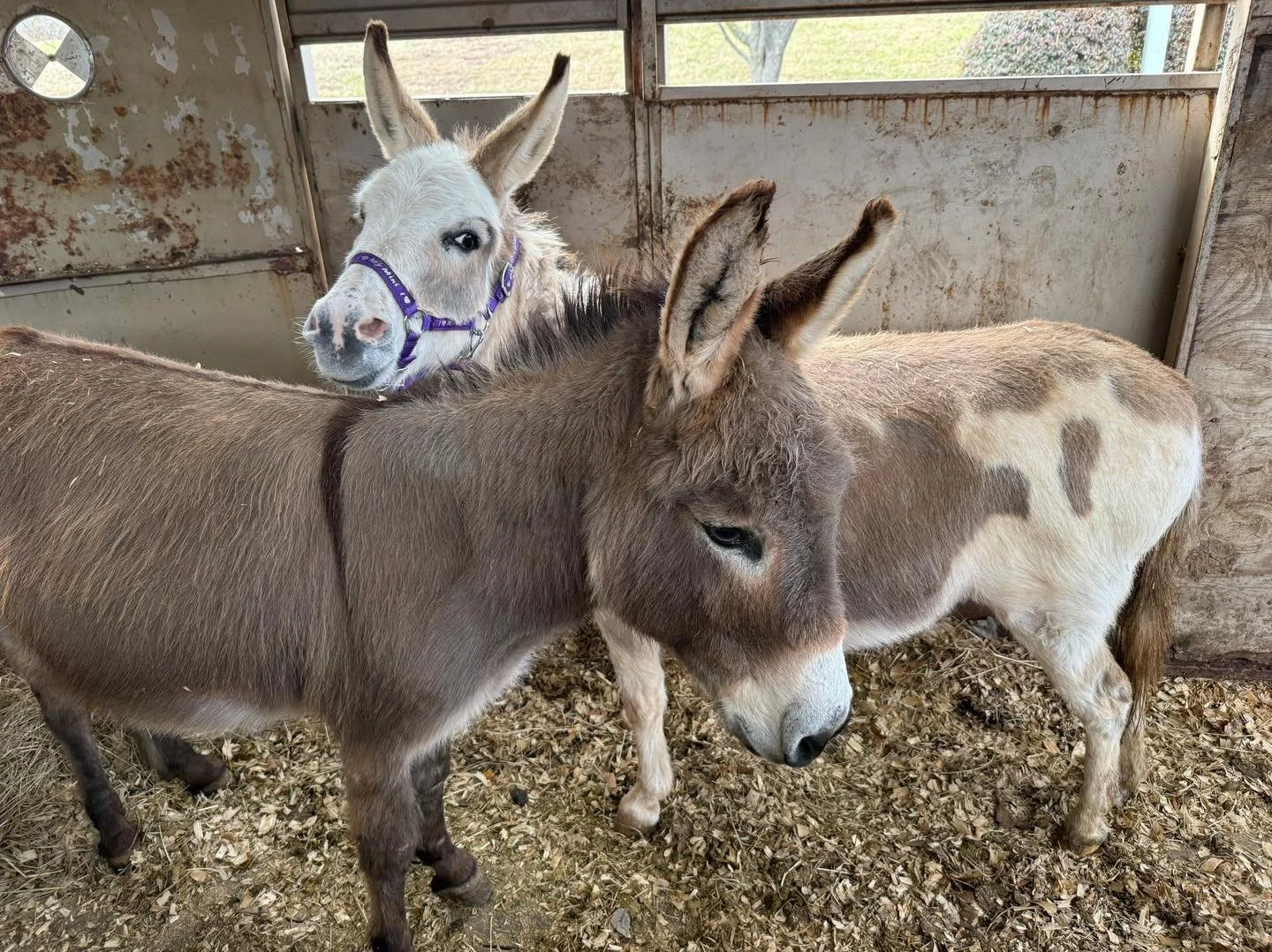 Coy and Webster just came to us early 2026.  Webster was originally rescued by us and adopted out in 2023.  He came to us with Nestor.

Webster was very loved by his adopter but when life changed and they could no longer take care of him any more, we