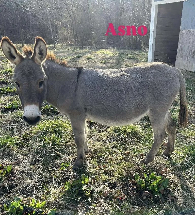Asno, Eddy, Nicky, Greta, Penny, Percy, and Raya came originally from a kill pen in Oklahoma.  A kind woman had them sent to her in NC and then her life changed and these babies need an emergency place to go.  We took all 7 and have been working on g