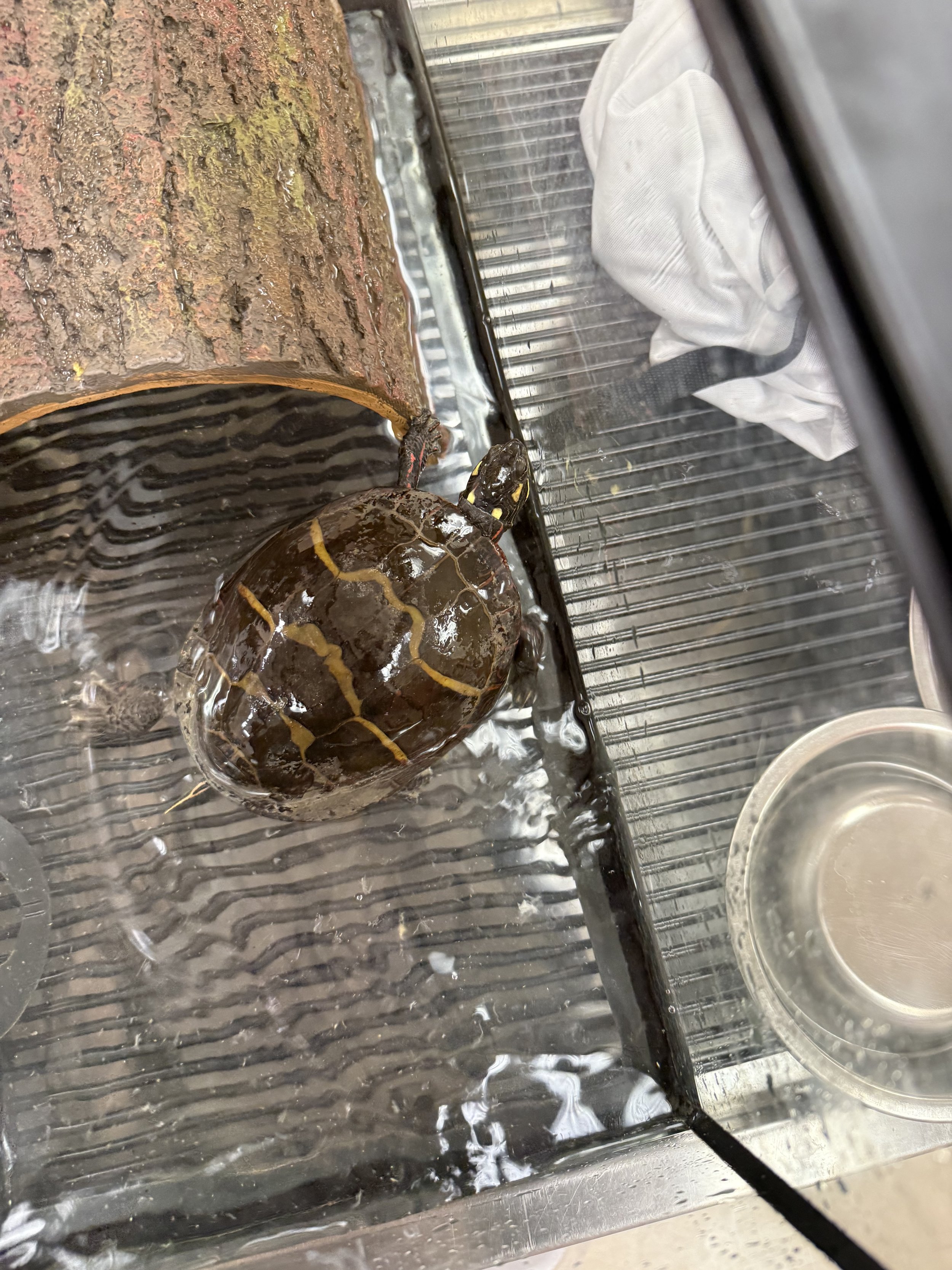 Frankie came to us early 2026 from a local animal shelter.  They are a young aquatitic turtle that came in a 10 gallon tank.  After quarantine, they joined Shelley and Penelope in the large goldfish pond. 