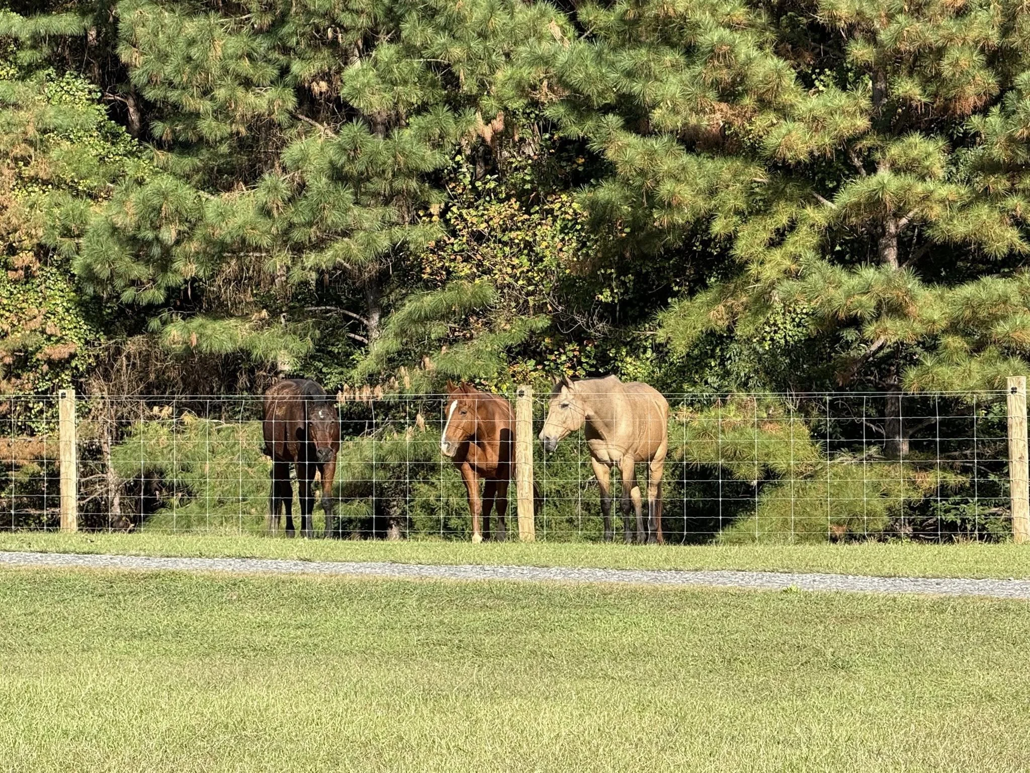 Emma, Sampson, and Tucker.

Emma is a sanctuary horse that retired here from a life of therapeutic riding.  She is very loved by her previous people, as well as everyone here on the farm.  Emma is in her 20's and has cushings.  She is doing well on m