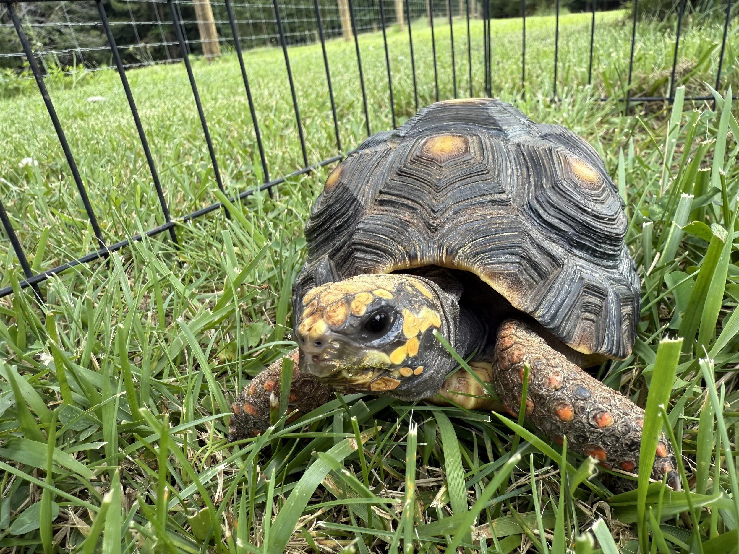 Tortoises and Turtles