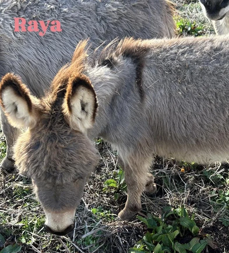 Asno, Eddy, Nicky, Greta, Penny, Percy, and Raya came originally from a kill pen in Oklahoma.  A kind woman had them sent to her in NC and then her life changed and these babies need an emergency place to go.  We took all 7 and have been working on g