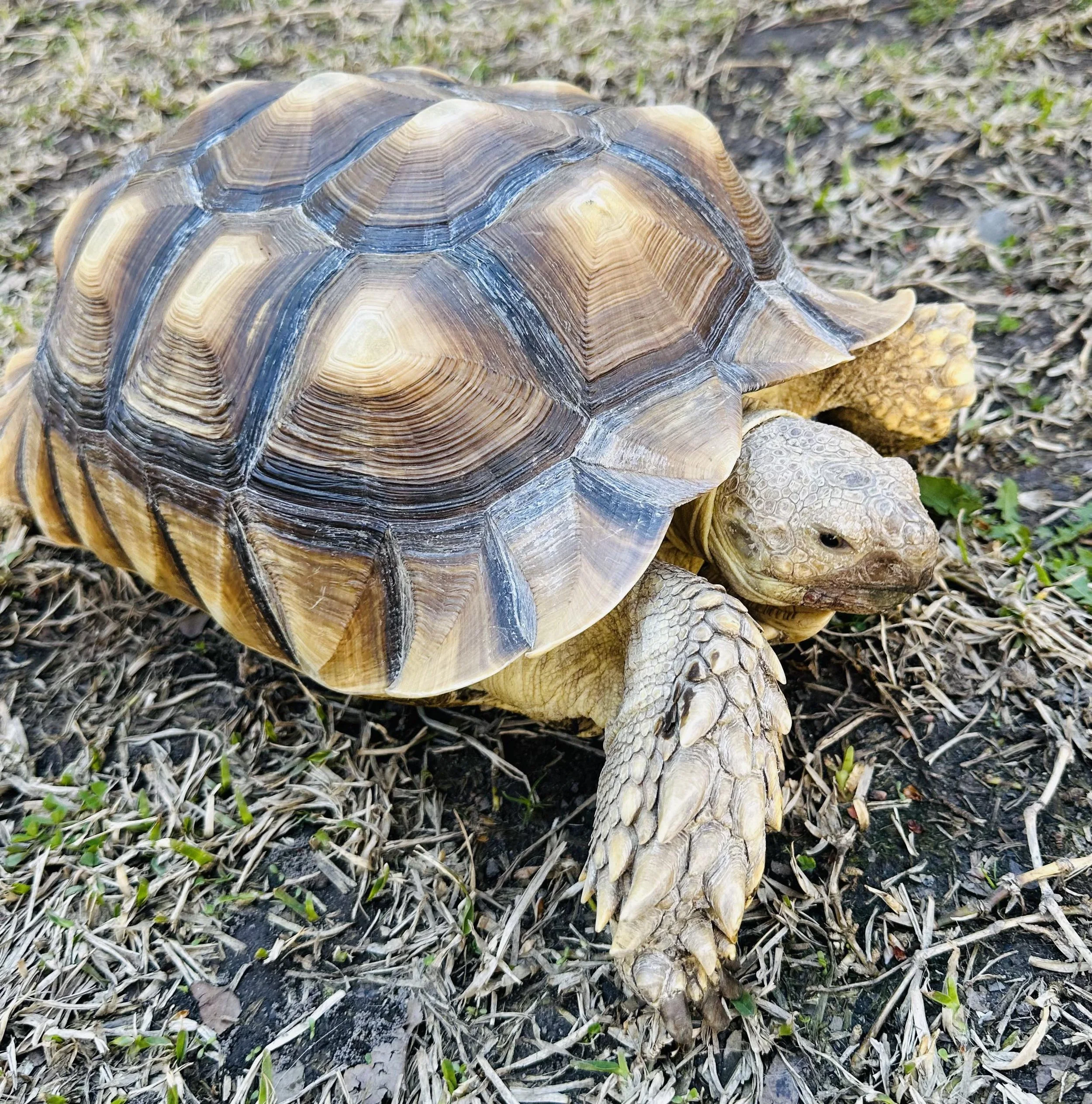 Frenchie is a 6 year old Sulcata tortoise.  His owners loved him but had to move over seas where tortoises could not go.

Frenchie is about 25lbs and a cool dude.