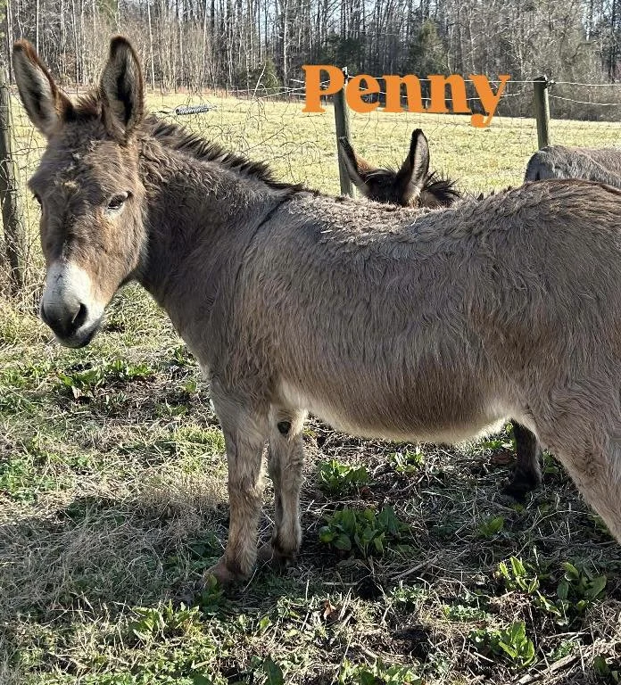 Asno, Eddy, Nicky, Greta, Penny, Percy, and Raya came originally from a kill pen in Oklahoma.  A kind woman had them sent to her in NC and then her life changed and these babies need an emergency place to go.  We took all 7 and have been working on g