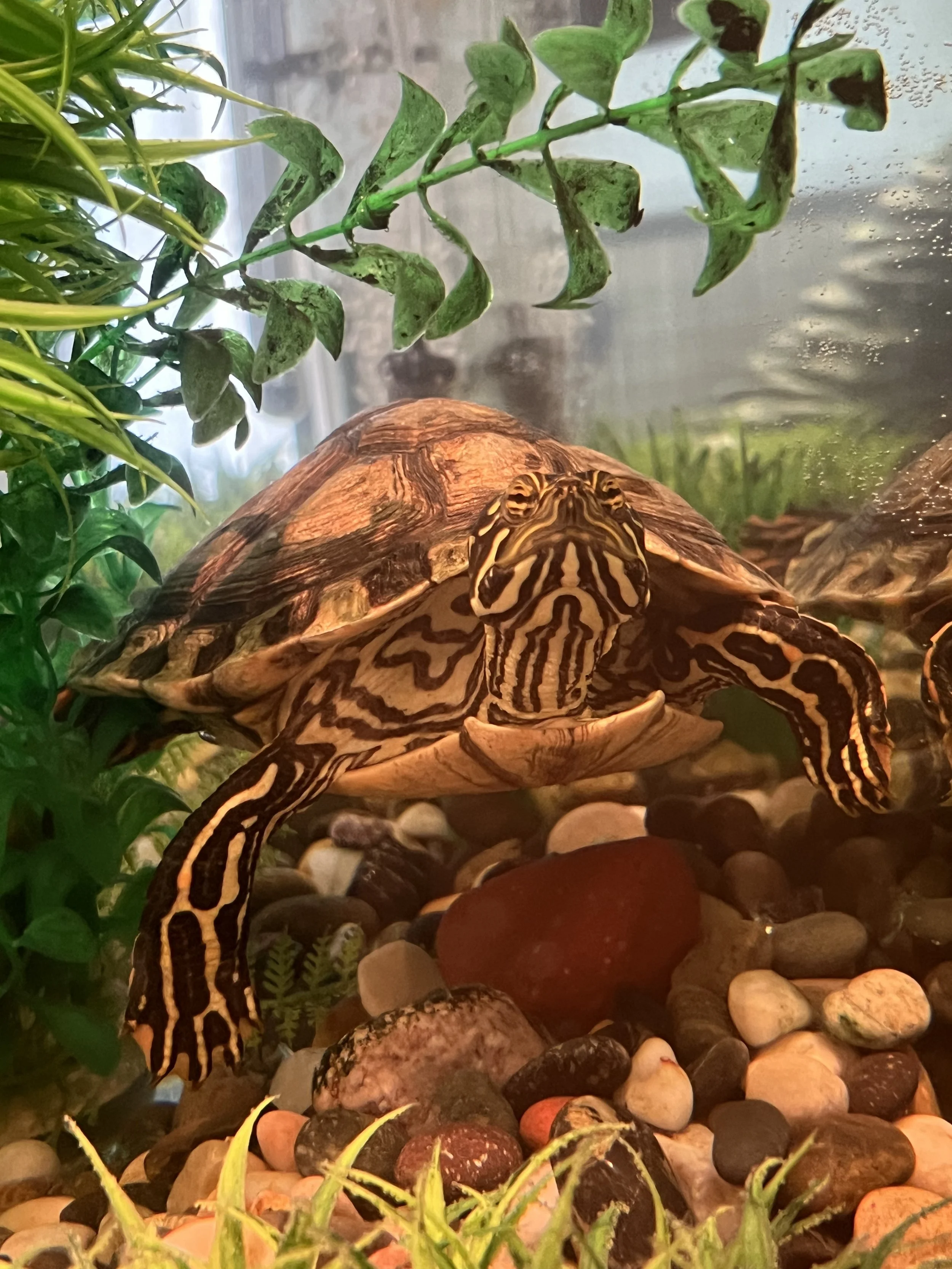 Shelley is a ~6 year old Rio Grande River Cooter.  She was bought at a petstore in FL and was very loved by her owner for 6 years.  Eventually, the owner needed to rehome Shelley.  She came to live with us at first in a 75 gallon aquarium.  Even thou