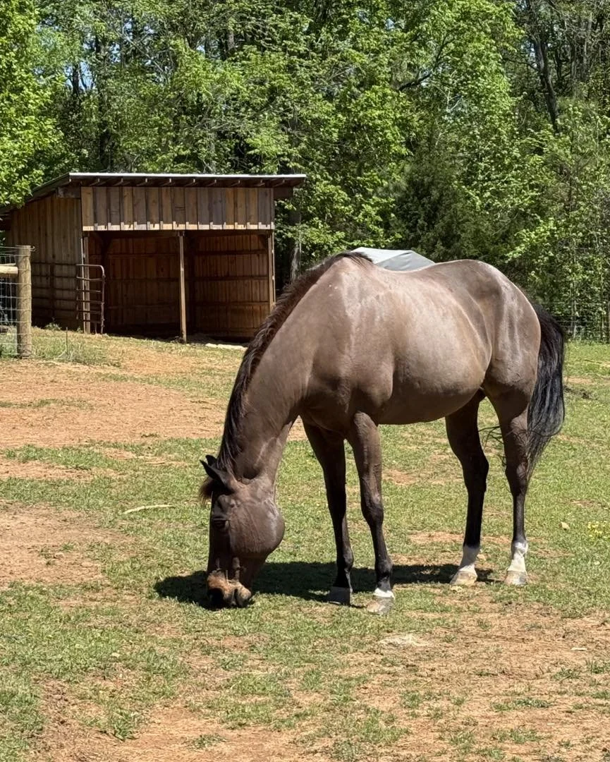 Our beautiful Emma.  She retired here from a therapeutic riding facility.  She has a bit of a limp in her rear leg and has cushings but she thrives here.
