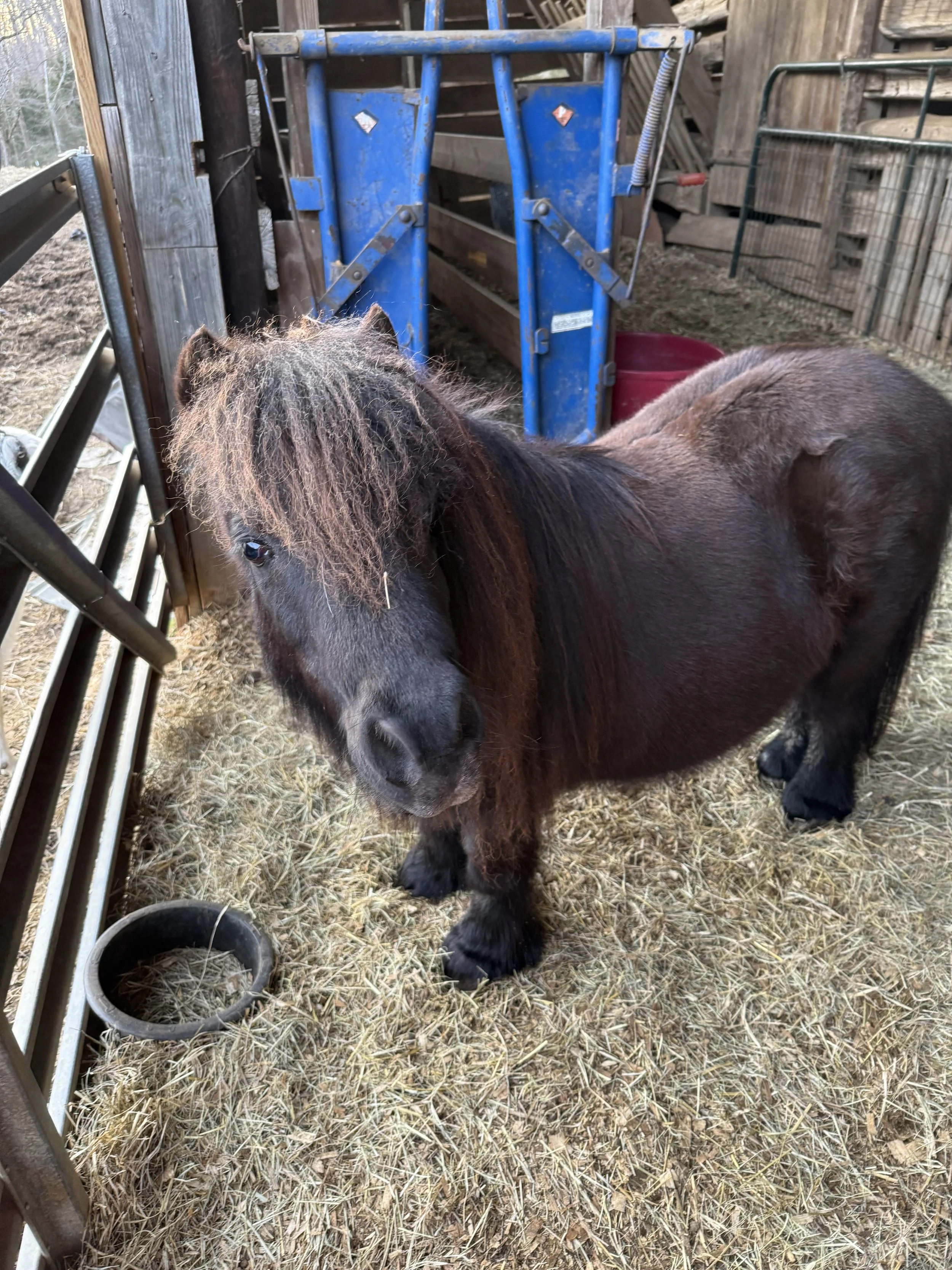 Batman is a teenage mini horse that came to us with Flash and Jelly (goats).  He is currently living with Montana and thinks he is a big man.  Batman is very loved by his family and we promised him he would live here forever.  