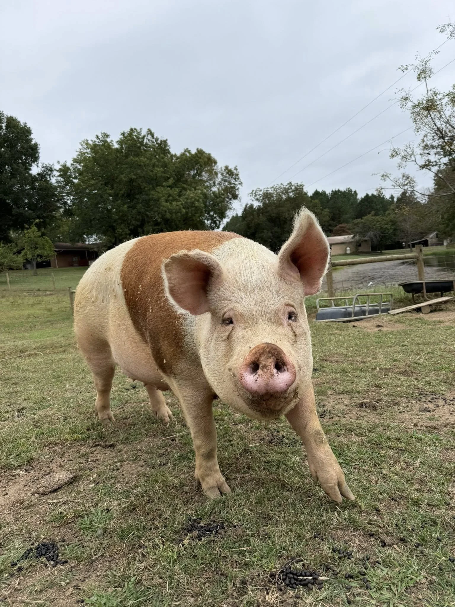 Our big boy Pickles. 