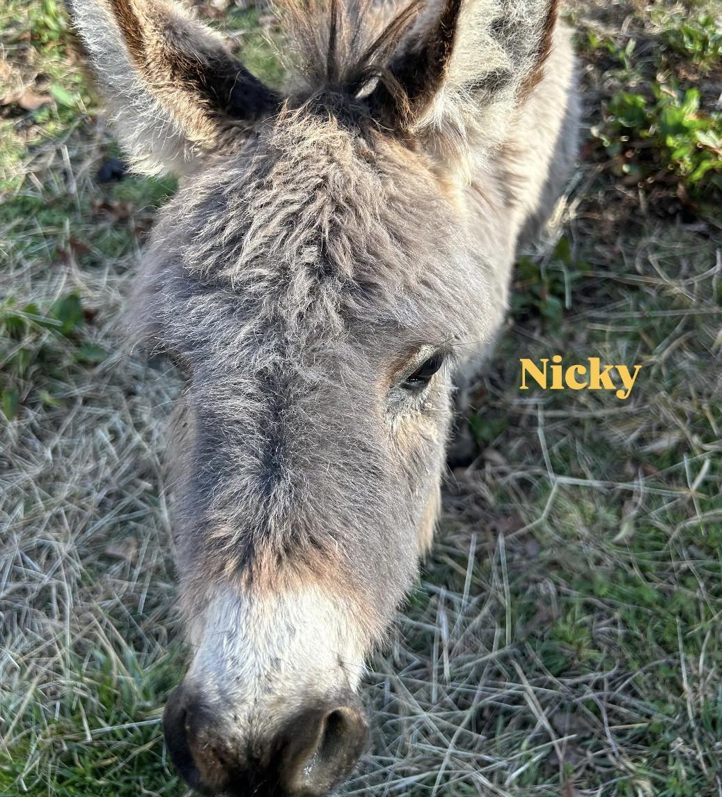 Asno, Eddy, Nicky, Greta, Penny, Percy, and Raya came originally from a kill pen in Oklahoma.  A kind woman had them sent to her in NC and then her life changed and these babies need an emergency place to go.  We took all 7 and have been working on g