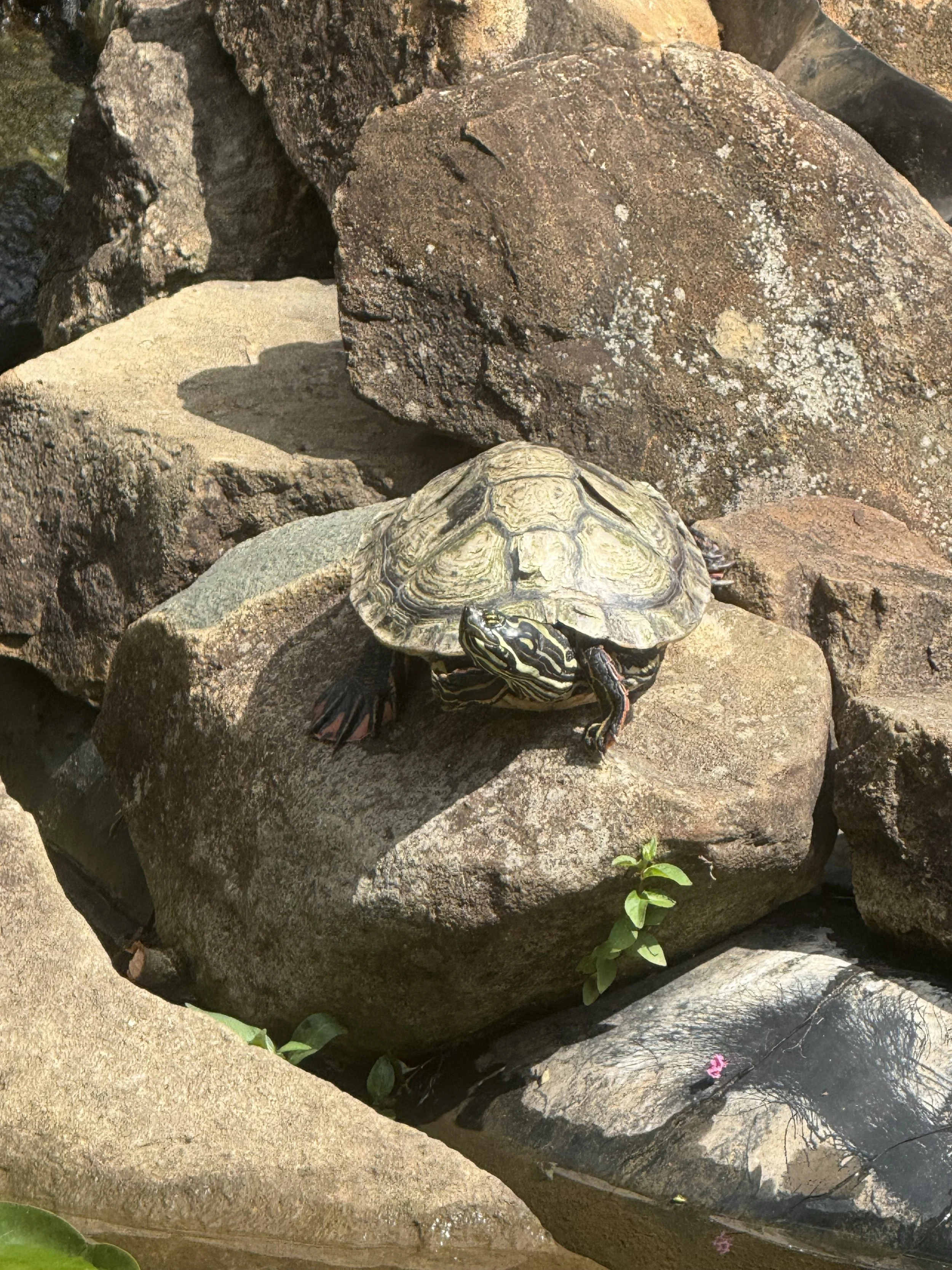 Shelley basking on the rocks