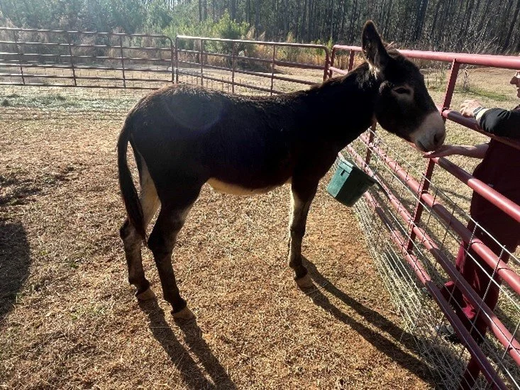 Steve Allan was a stray at our local shelter.  We won the auction bid for him and were super happy to bring this young jack home to safety where he couldn't breed.  

We had him castrated and the vet student that assisted in his castration adopted hi
