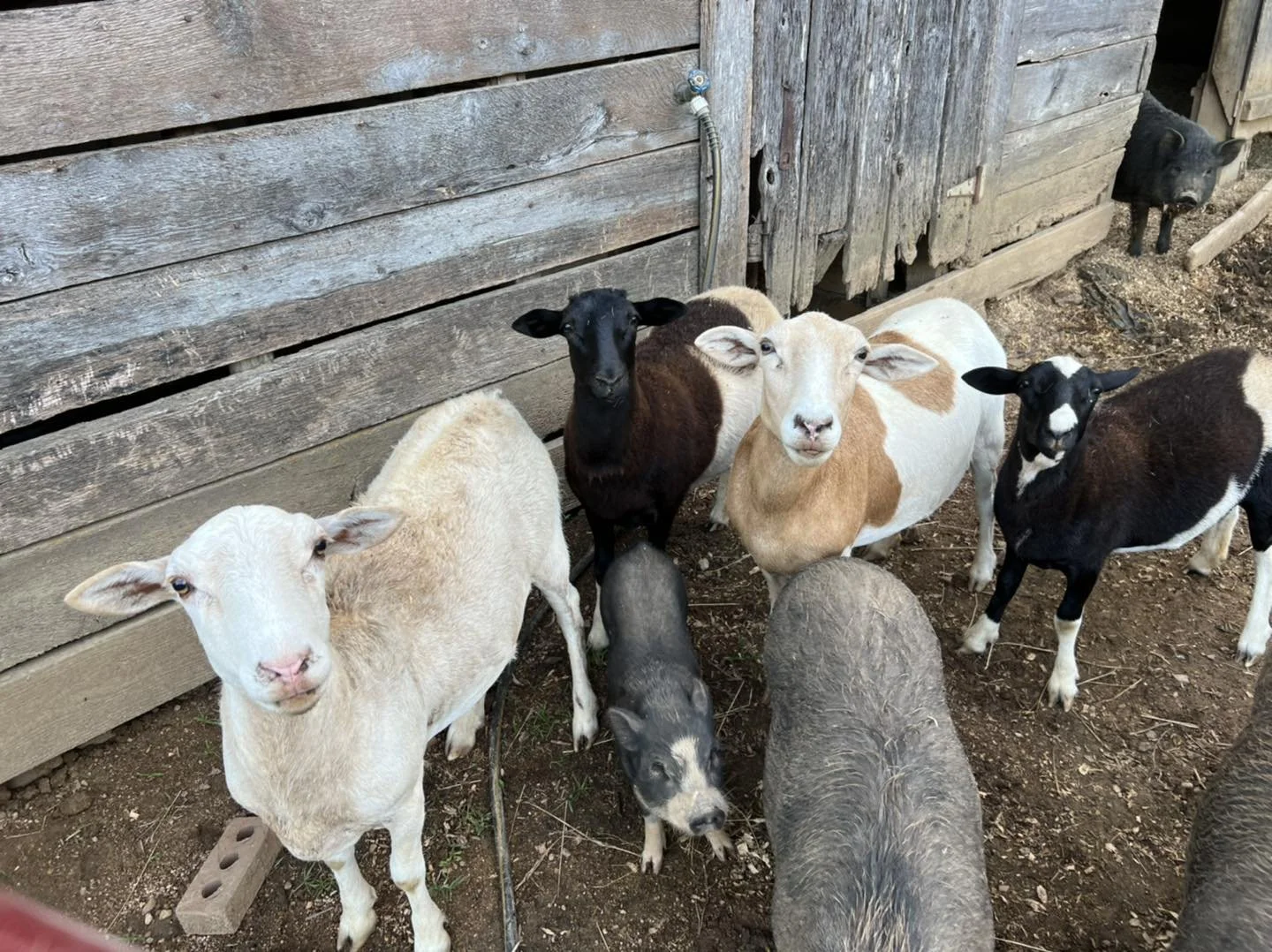 Charlotte, Betty, Boop and Archie

Mama Charlotte (white and tan), was brought to the rescue in 2021 because she prolapsed at her last lambing and happened to be bred again. We agreed to take her due to Jeremi's experience with veterinary prolapse.
I