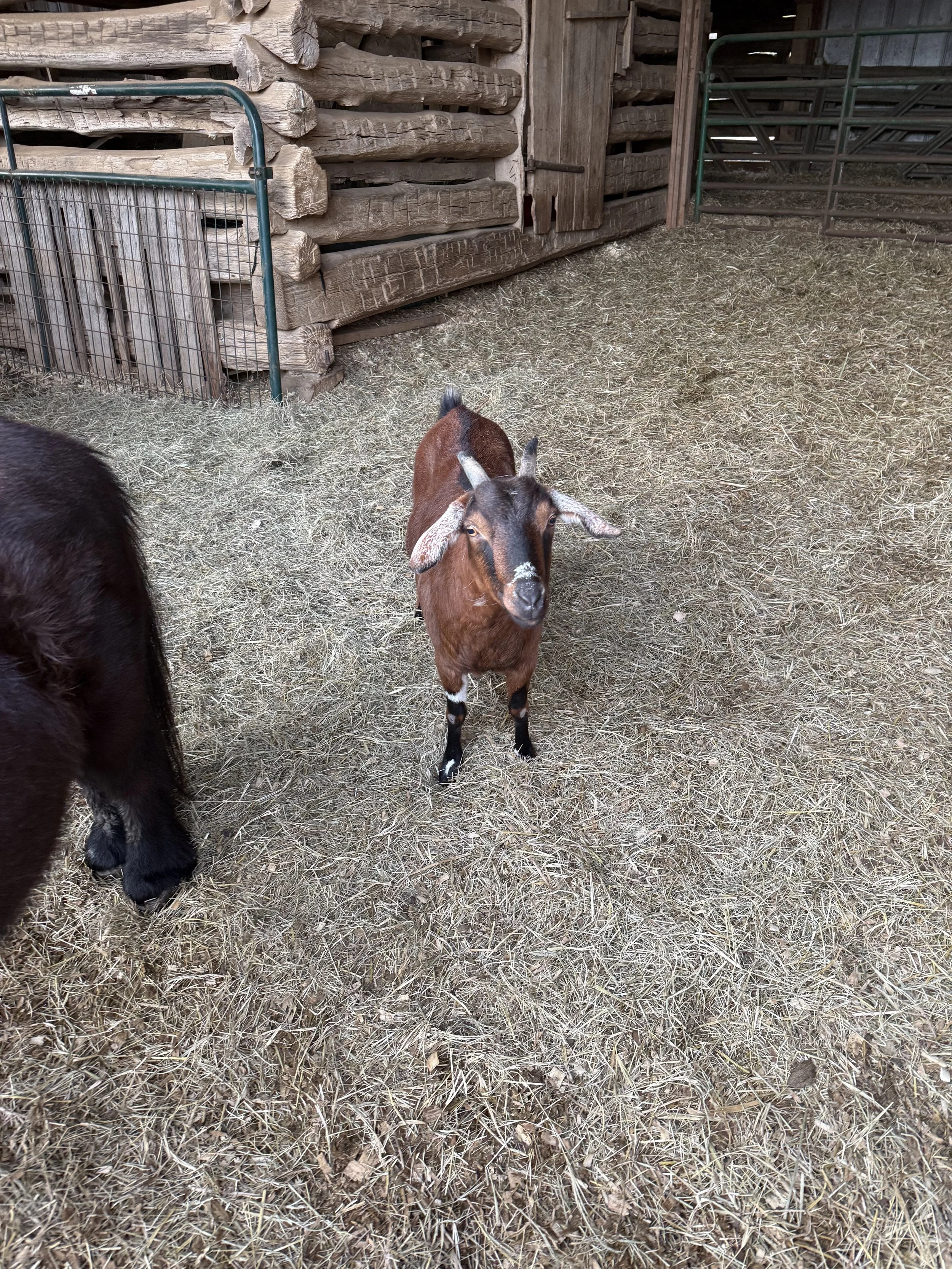 Jelly came with Flash in the fall 2025.  She was very loved by her family but needed a new home.  She is often seen chilling with Flash or playing with the other goats.