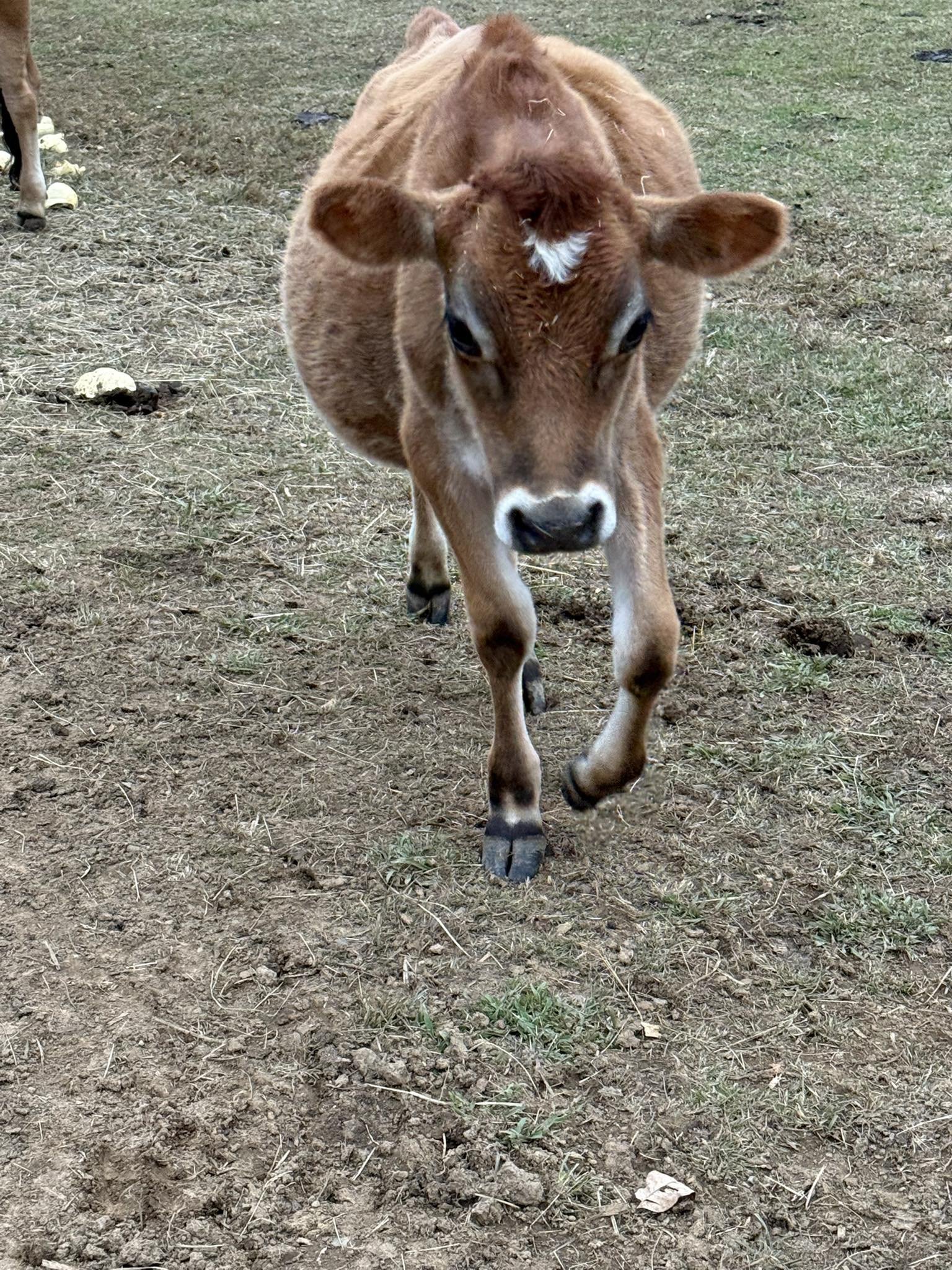 Stevie came to us in 2023.  Jeremi saw him online and he looked so much like the first steer that she had, Leo.  She couldn't get his picture out of her mind so he had to come to the farm.  He came with another bull calf named Brother.  These boys ne