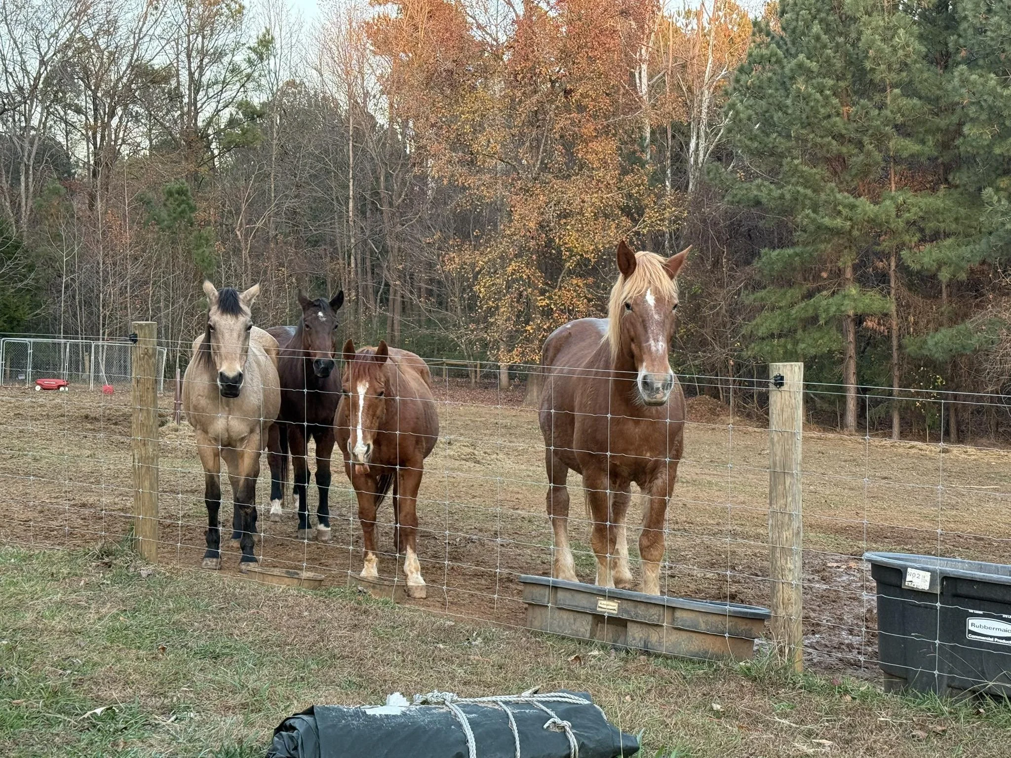 Tucker, Emma, Sampson and Daphne.

Daphne is a large Belgian draft mare.  She came to us in an emergency situation where she needed to be removed from her living situation but had no place to go.  She is a delight on the farm and very affectionate to