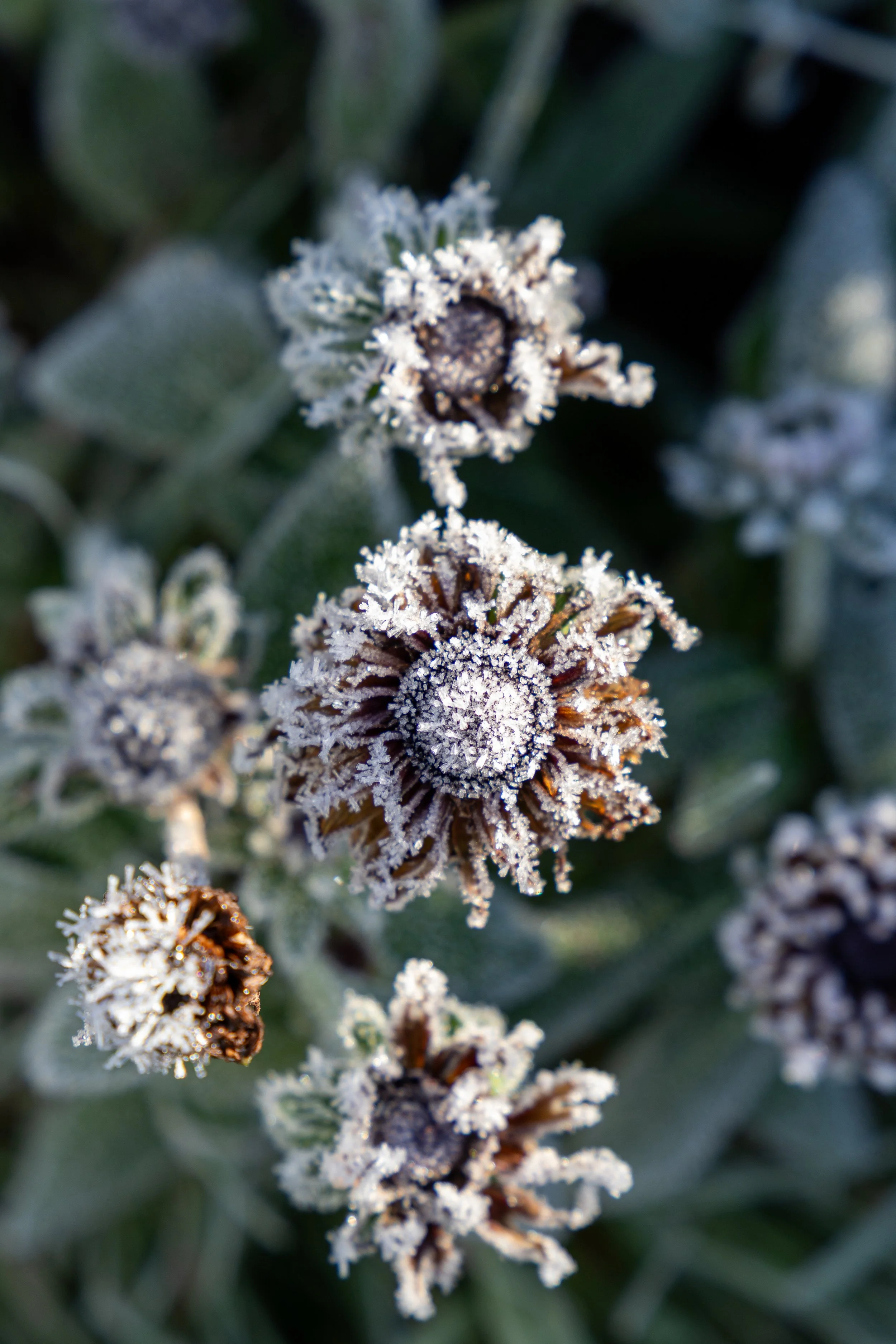frosted plants at TwoPot Posies in Co.Cork