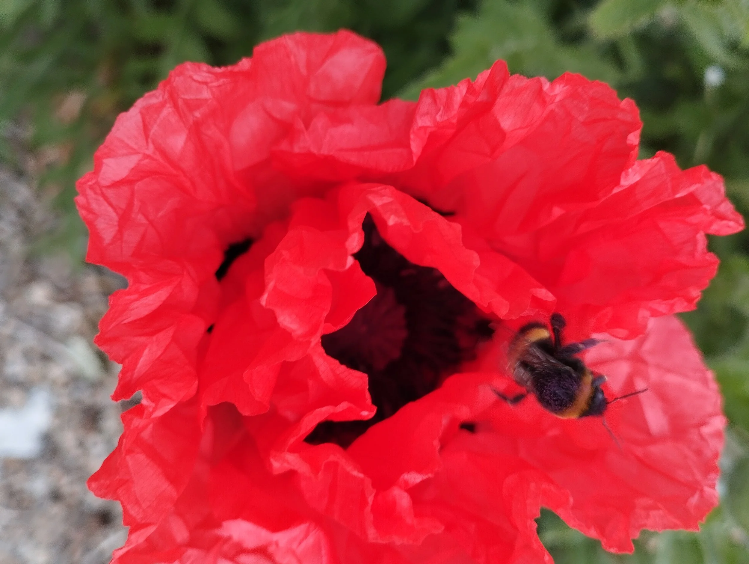 Bearna Flower Farm