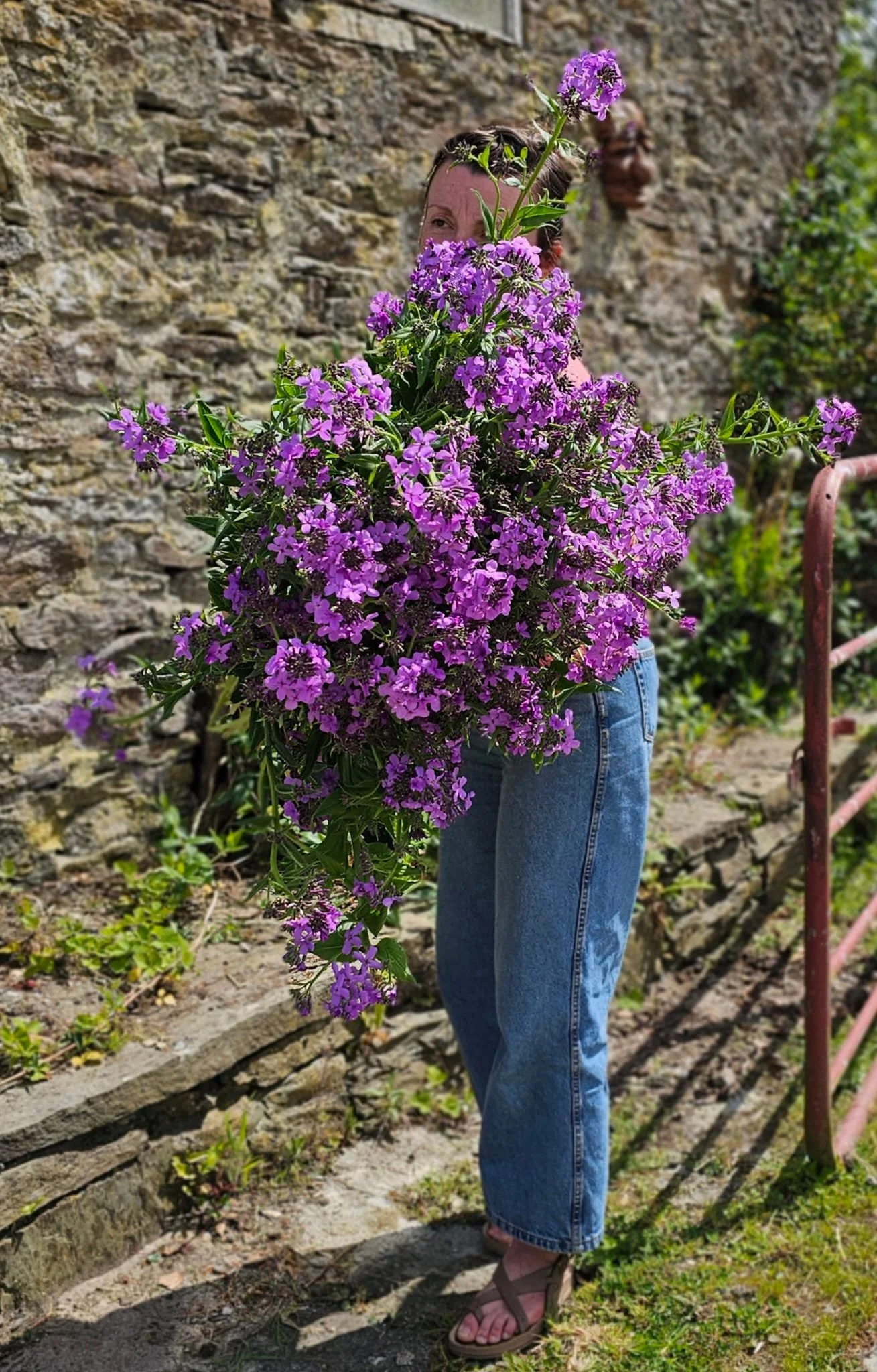 Hesperis (Sweet Rocket) grown by Howe Hill Flowers in West Cork