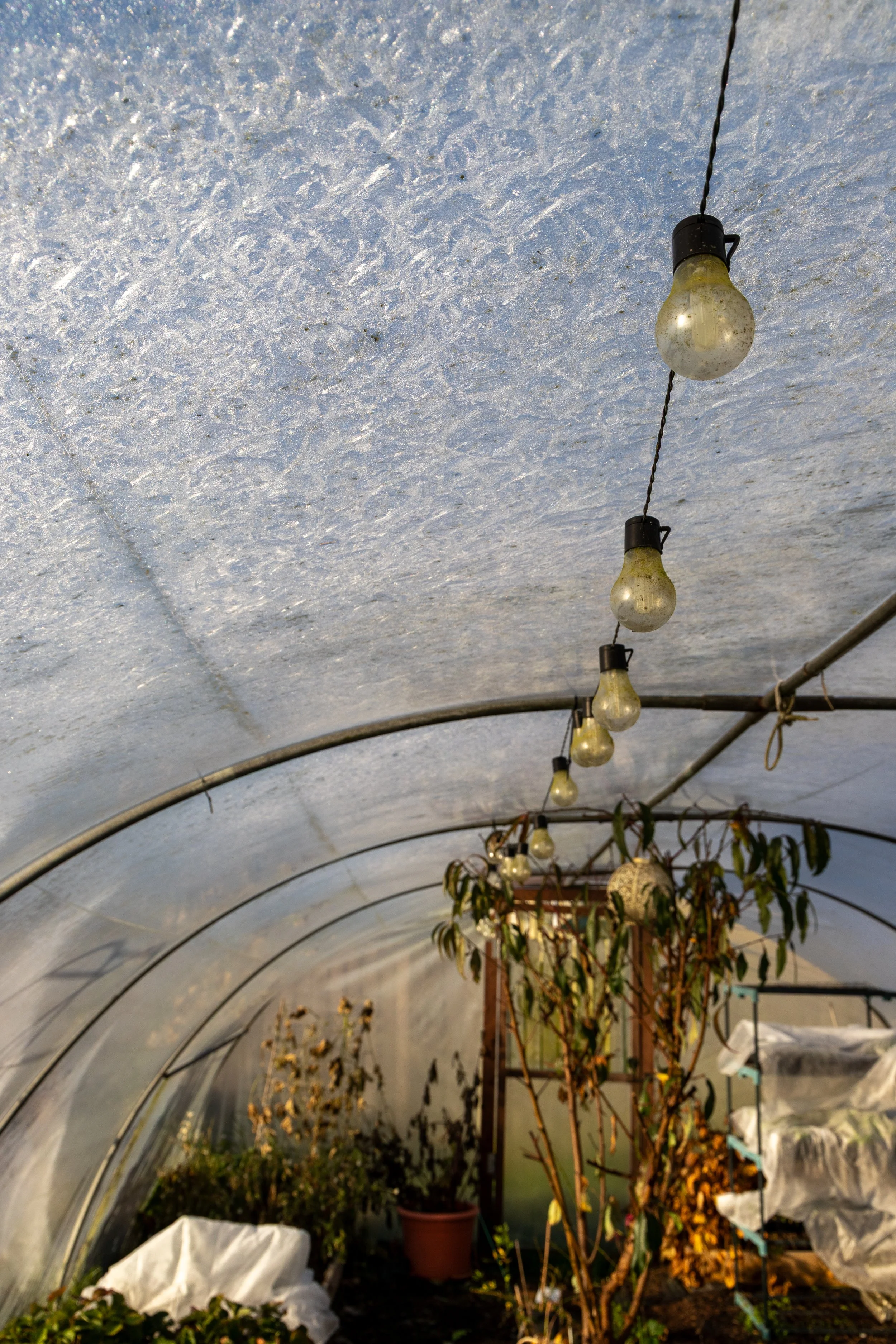 Polytunnel at TwoPot Posies in Co.Cork covered in frost