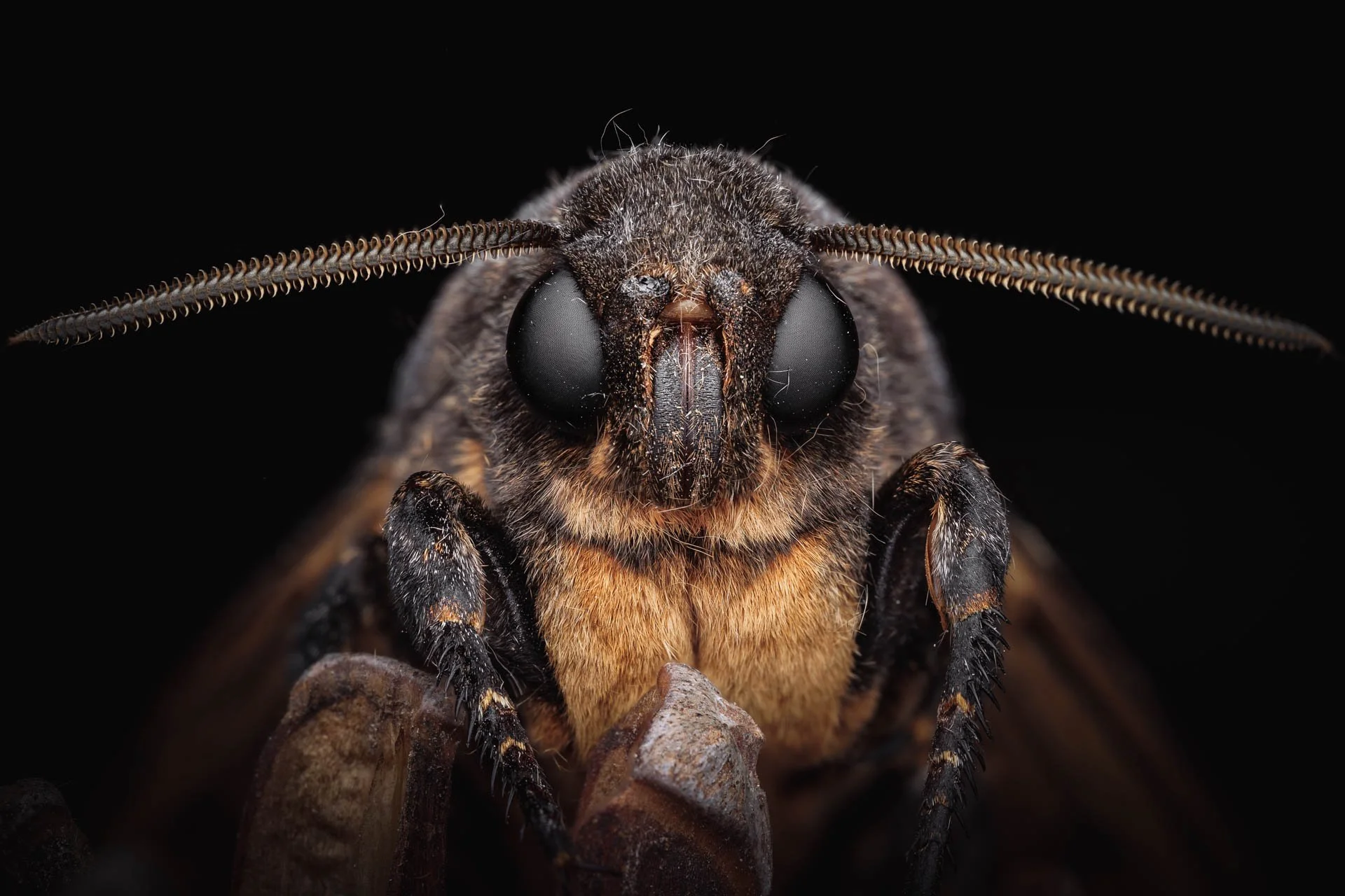 Dødningehoved (Acherontia atropos), Death's-head hawkmoth