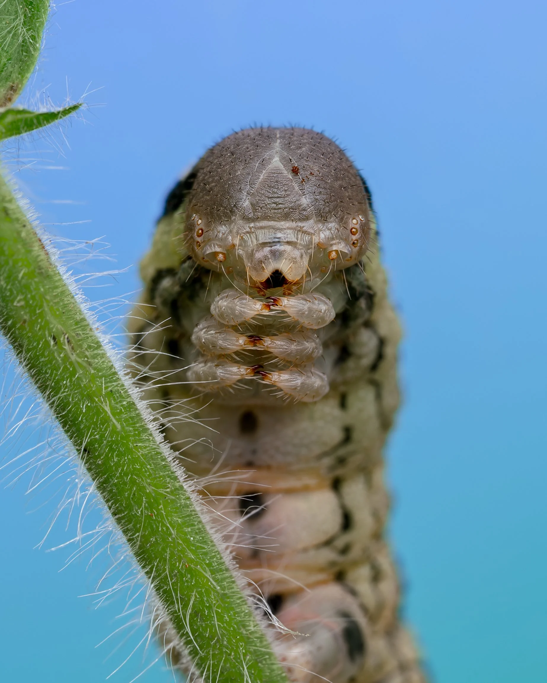 Natlyssværmer(Proserpinus proserpina) Willowherb hawkmoth