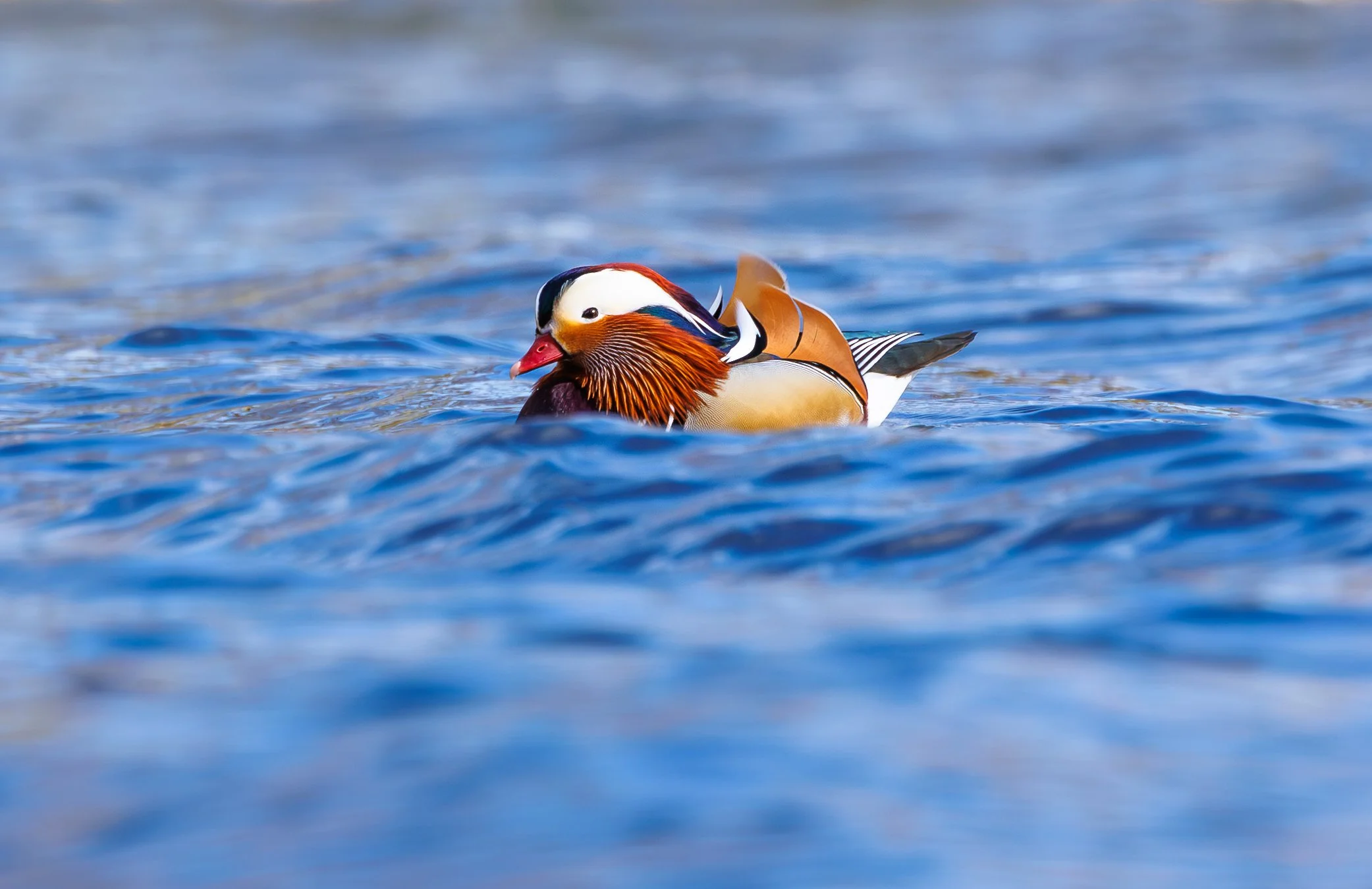 mandarin duck- mandarin and 