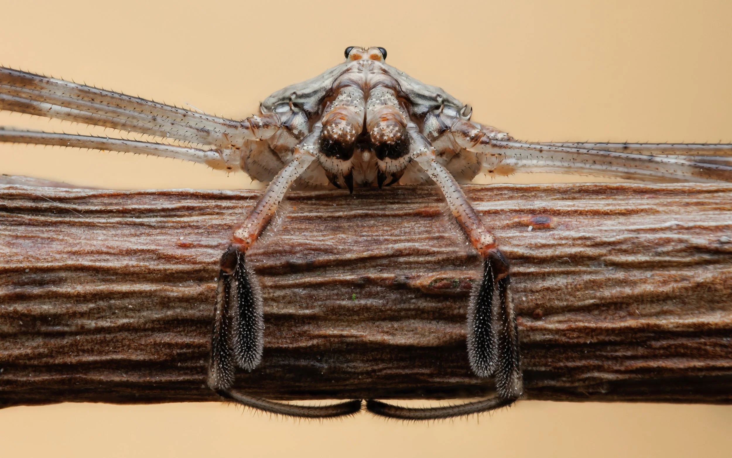 Gaffelmejer - Dicranopalpus ramosus