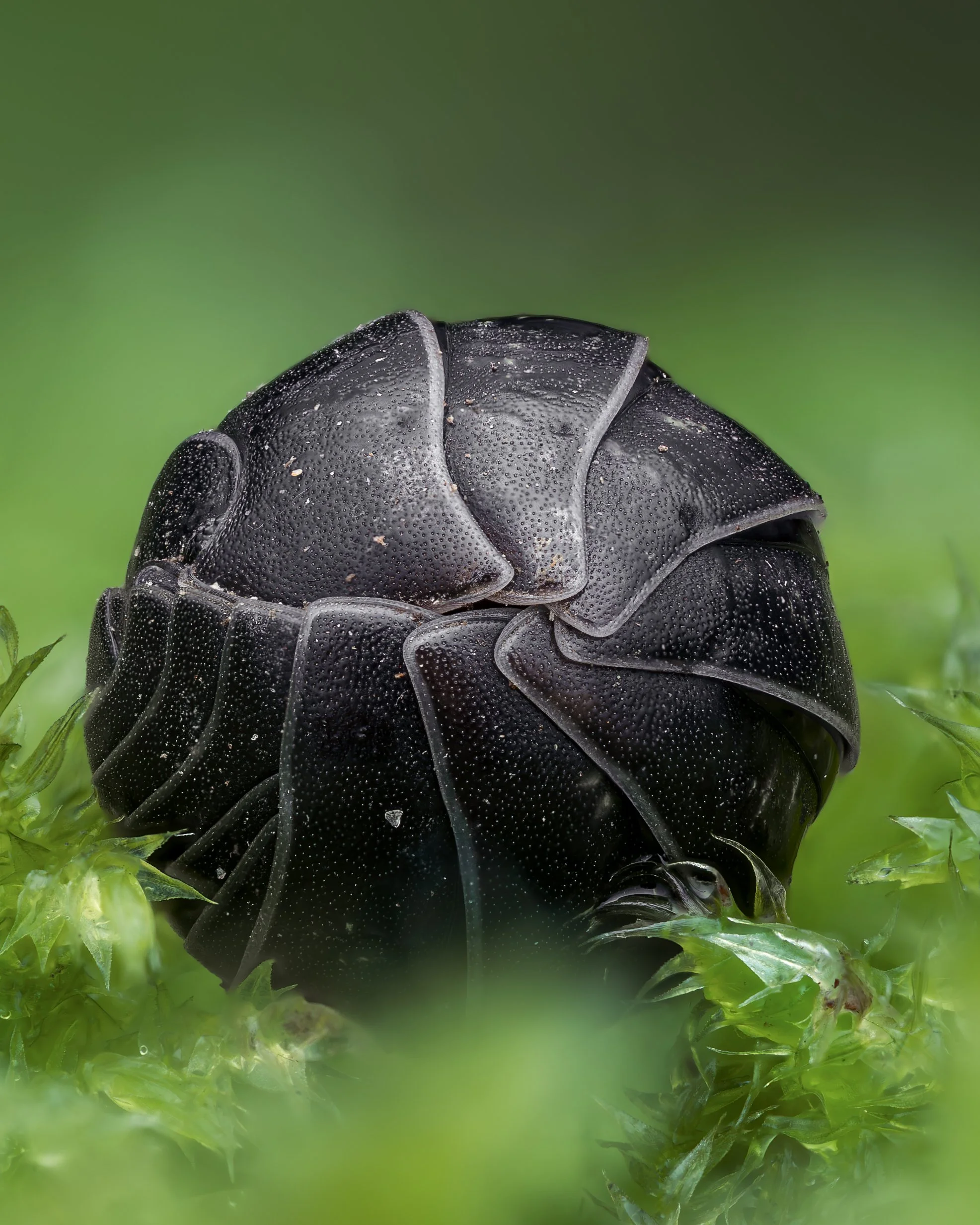 kuglebænkebider -Armadillidium vulgare