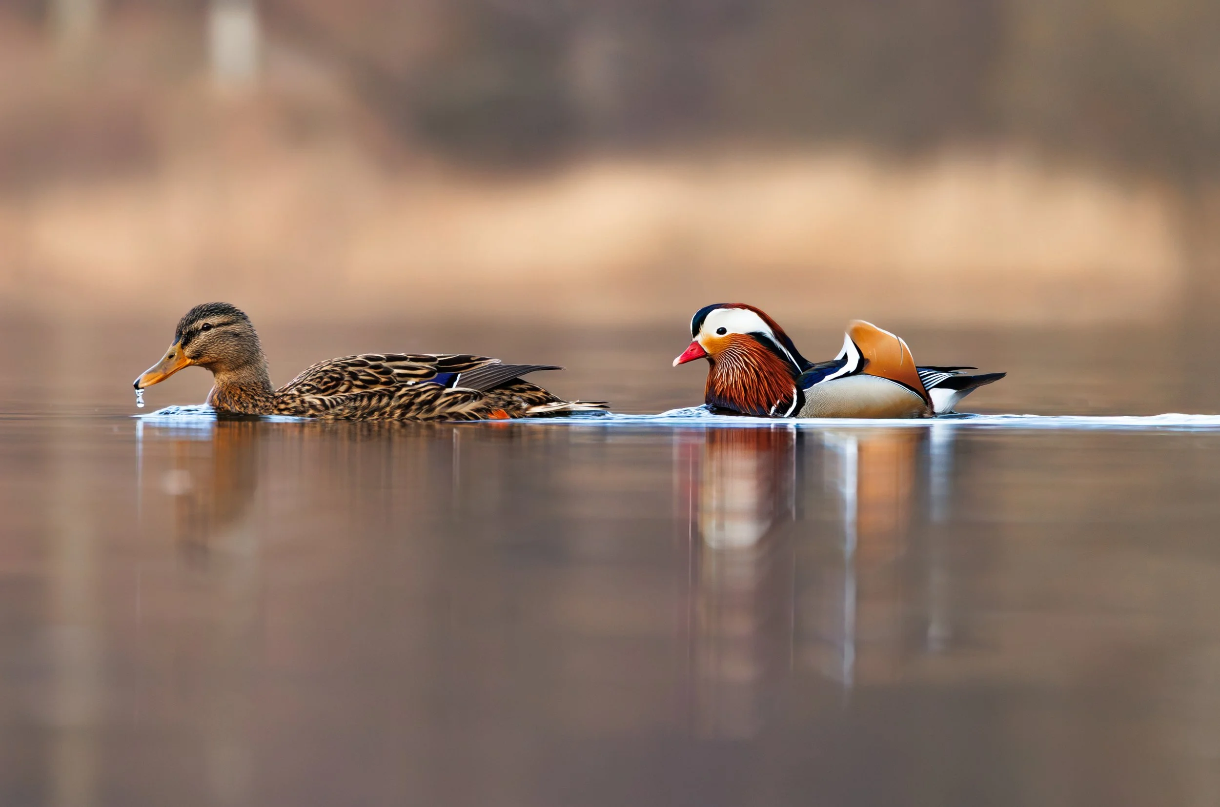 mandarin duck- mandarin and 
