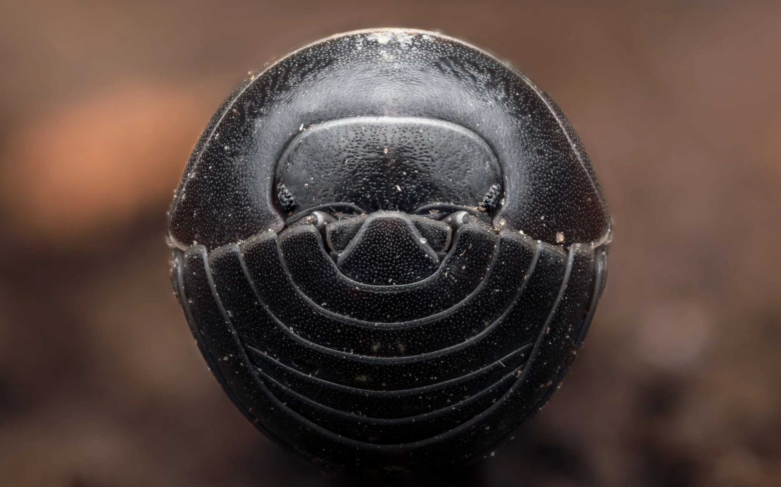 kuglebænkebider -Armadillidium vulgare