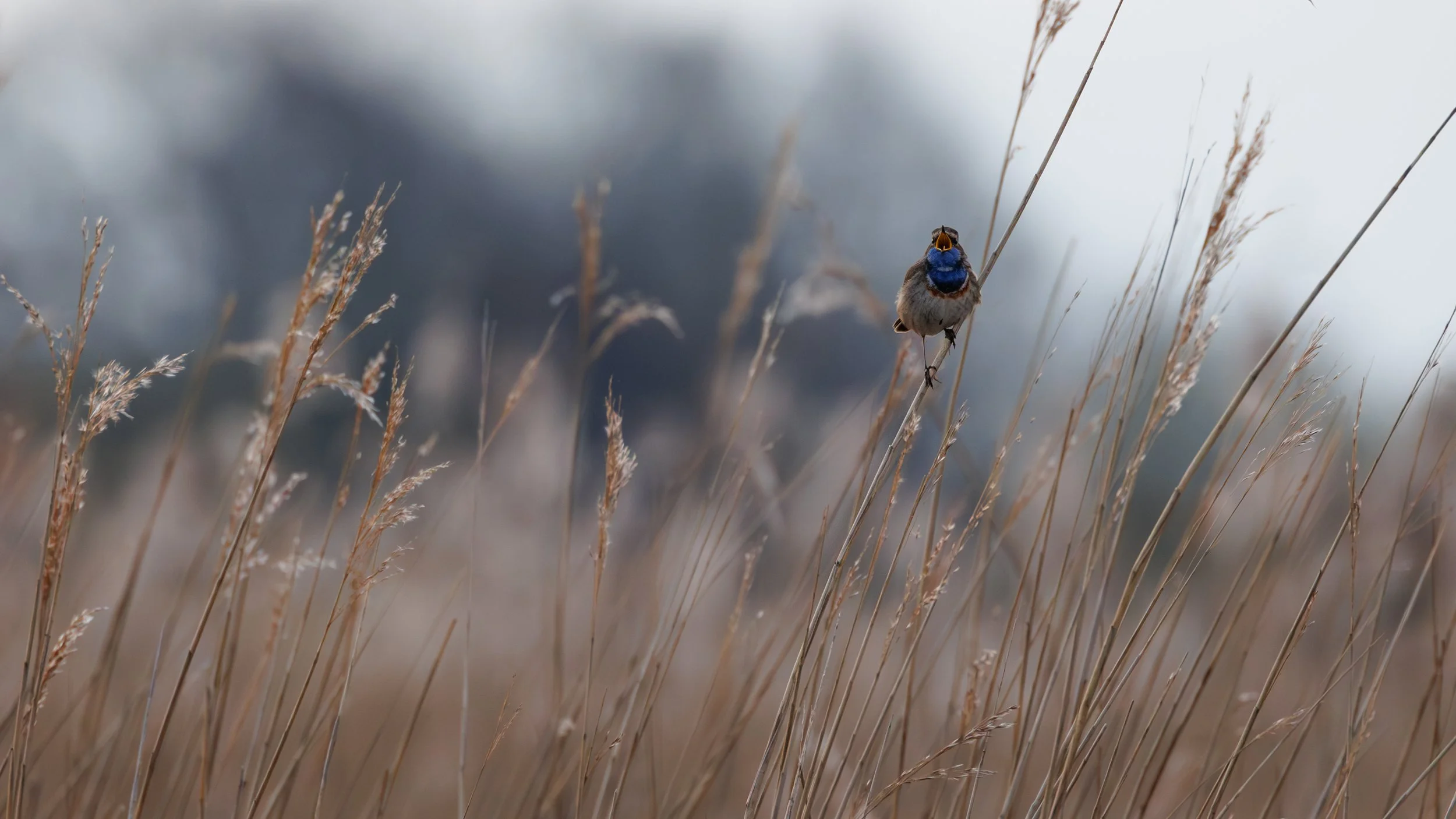 blåhals fyn/Bluethroat